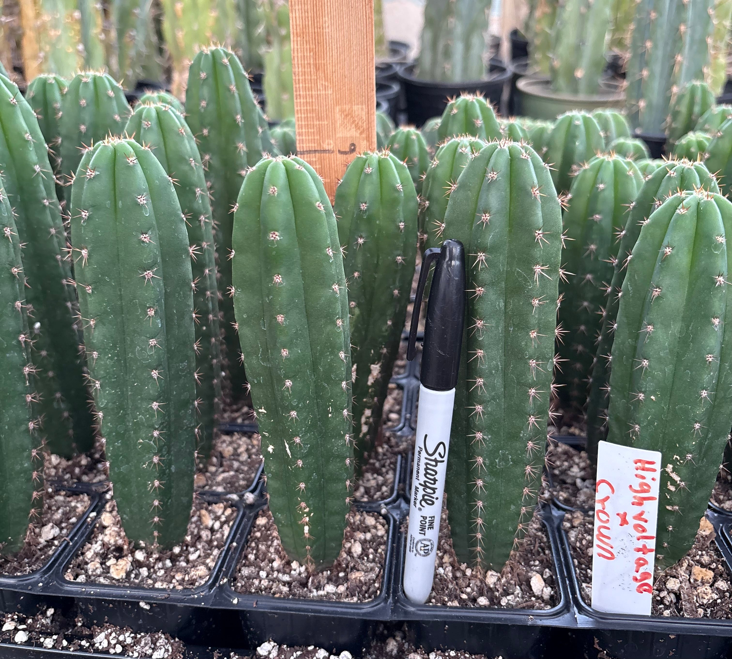 #EC225 Variety of Trichocereus Hybrid Cactus Bargain Potted Seedlings For Sale-Cactus - Large - Exact-The Succulent Source