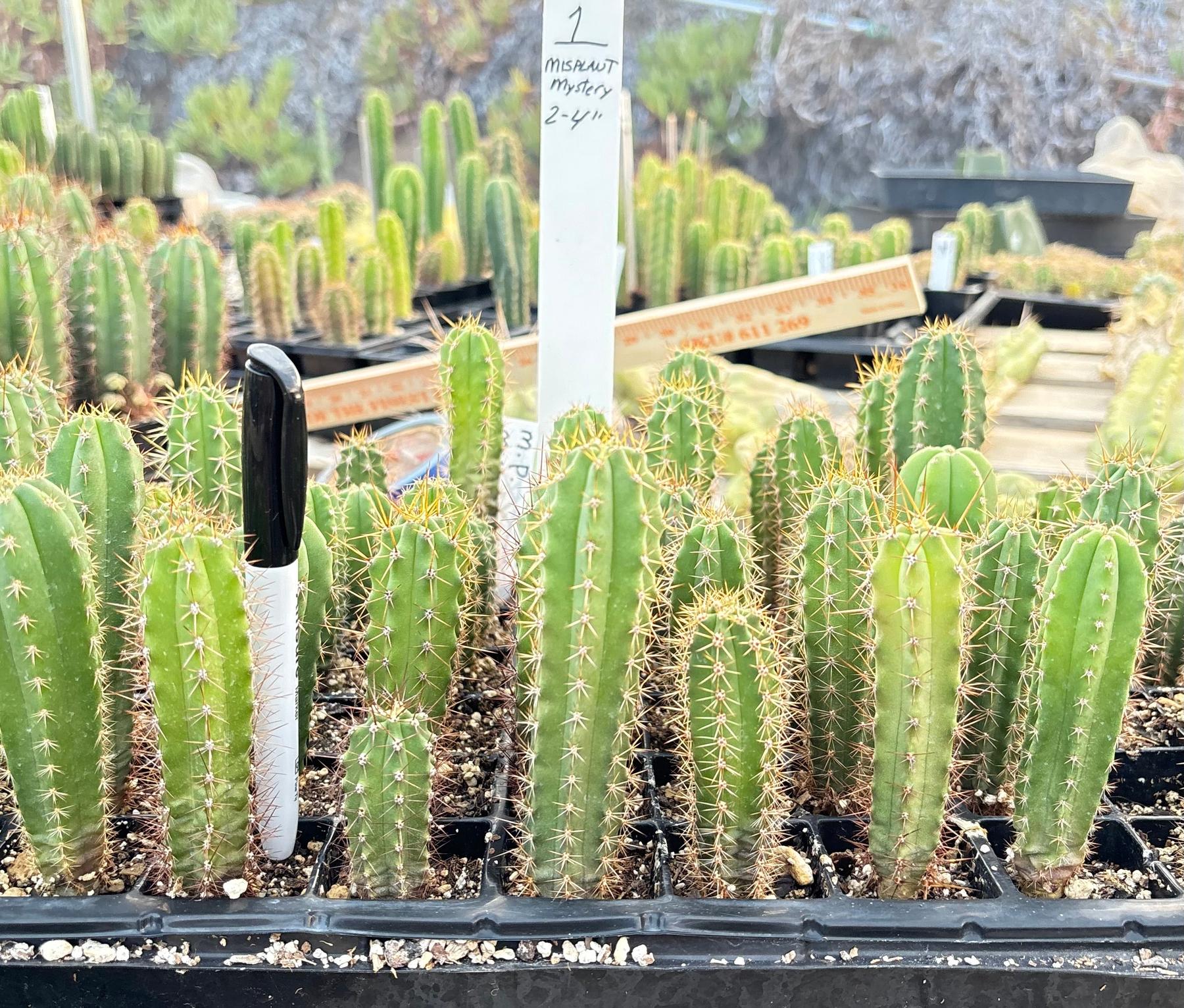 #EC225 Variety of Trichocereus Hybrid Cactus Bargain Potted Seedlings For Sale-Cactus - Large - Exact-The Succulent Source