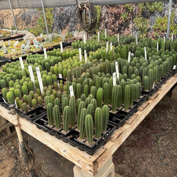San Pedro Cactus for Sale Trichocereus - #EC377 EXACT Trichocereus