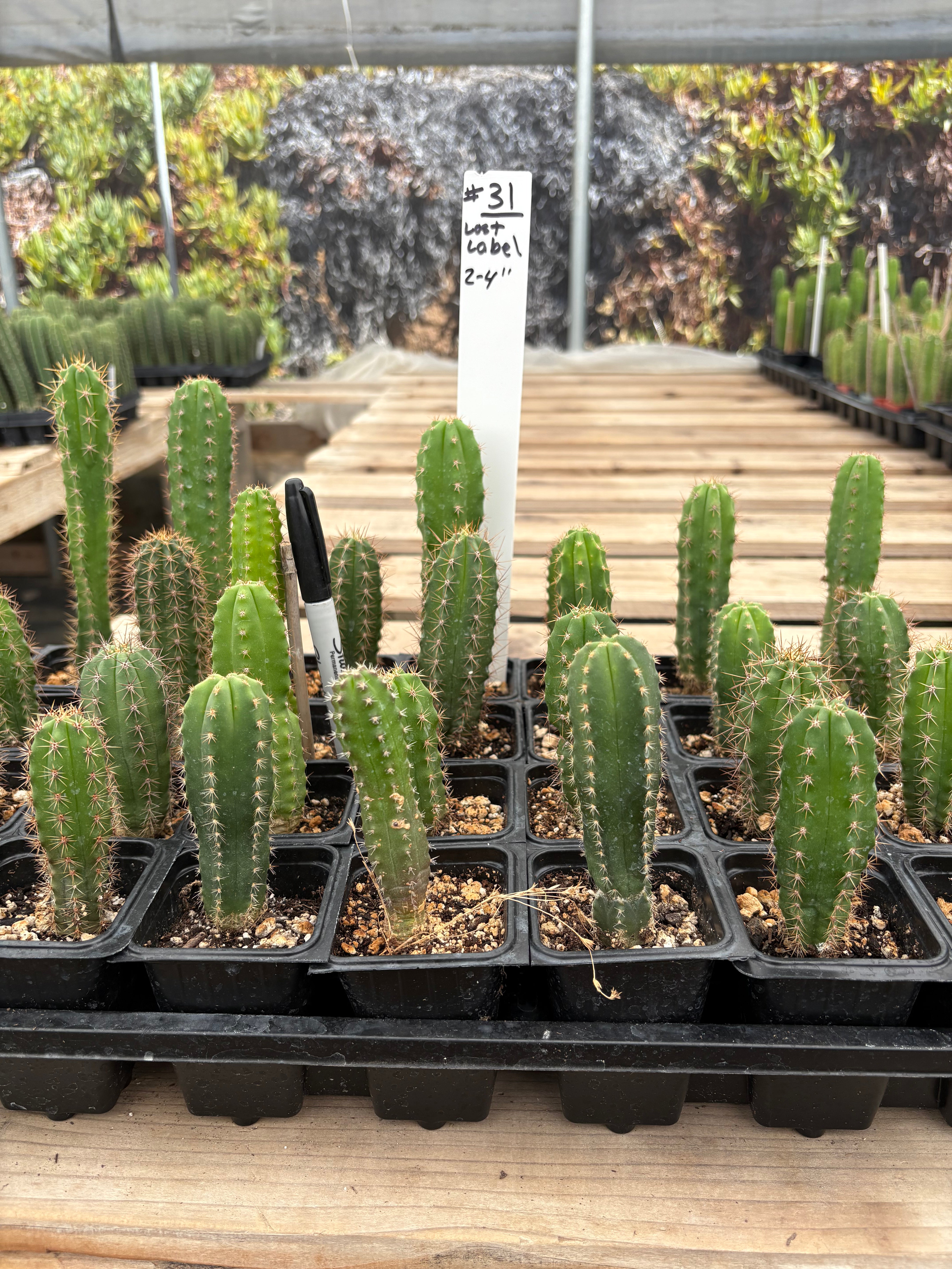 #EC225 Variety of Trichocereus Hybrid Cactus Bargain Potted Seedlings For Sale
