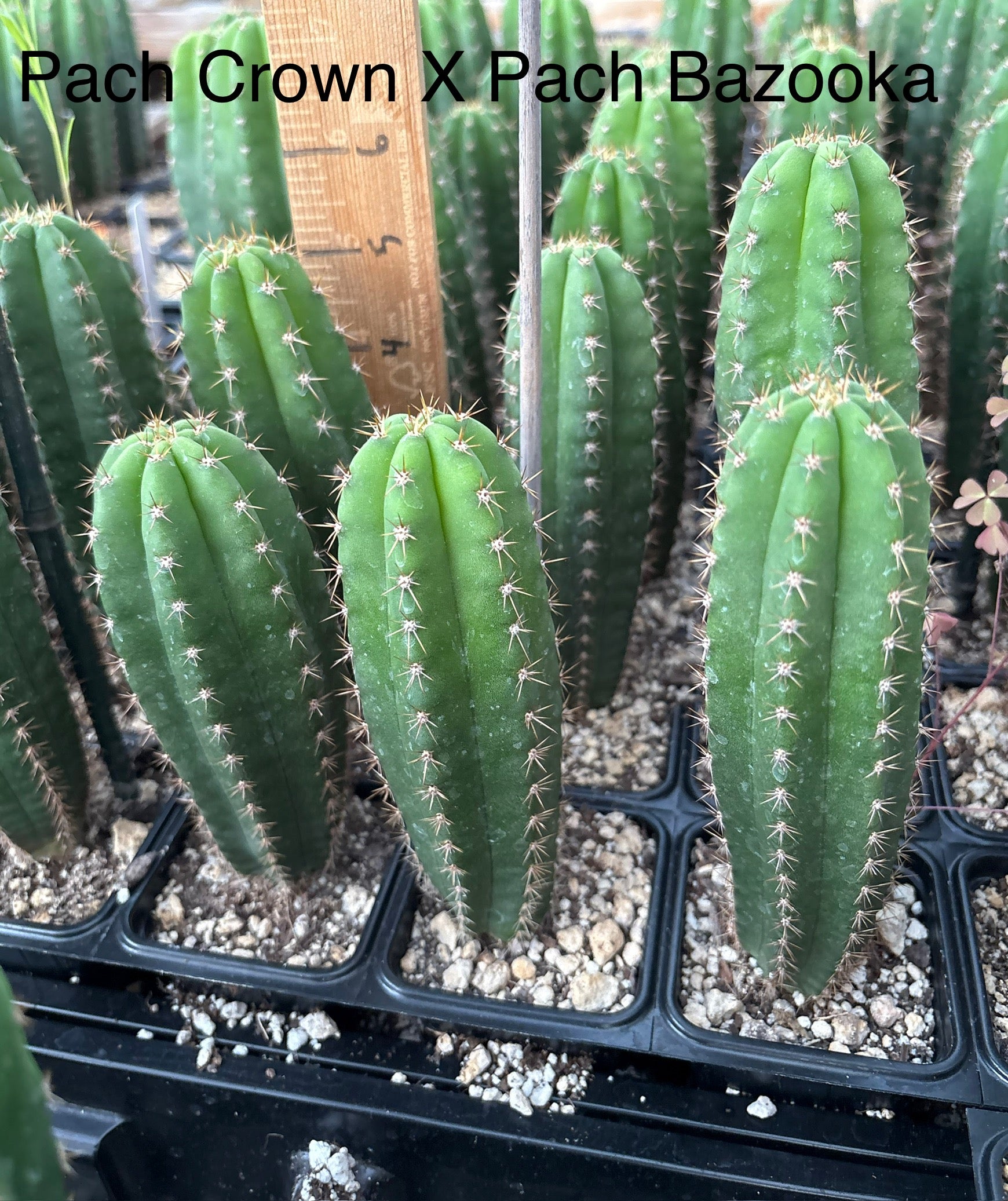 #EC225 Variety of Trichocereus Hybrid Cactus Bargain Potted Seedlings For Sale-Cactus - Large - Exact-The Succulent Source