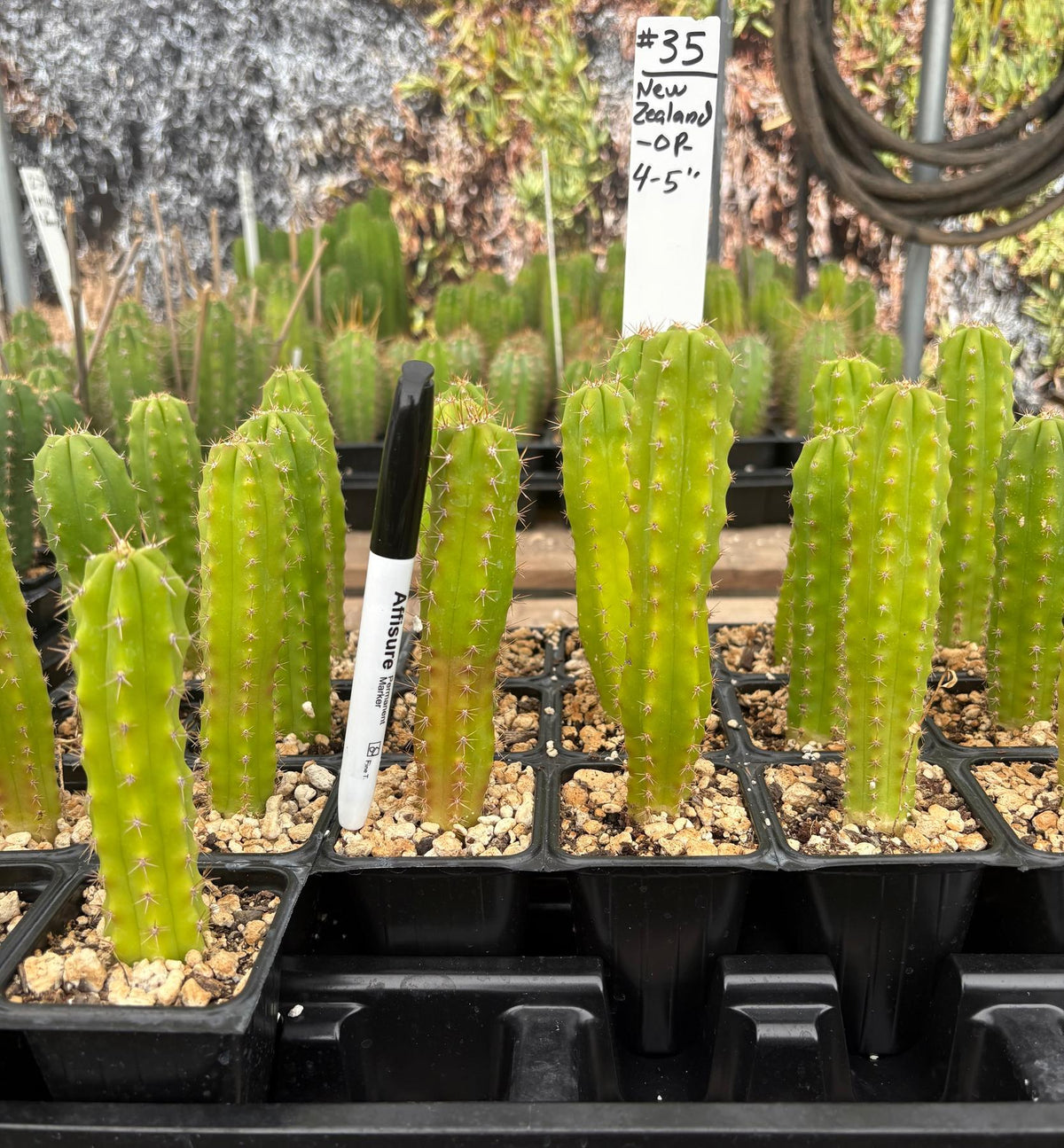 #EC225 Variety of Trichocereus Hybrid Cactus Bargain Potted Seedlings For Sale-Cactus - Large - Exact-The Succulent Source
