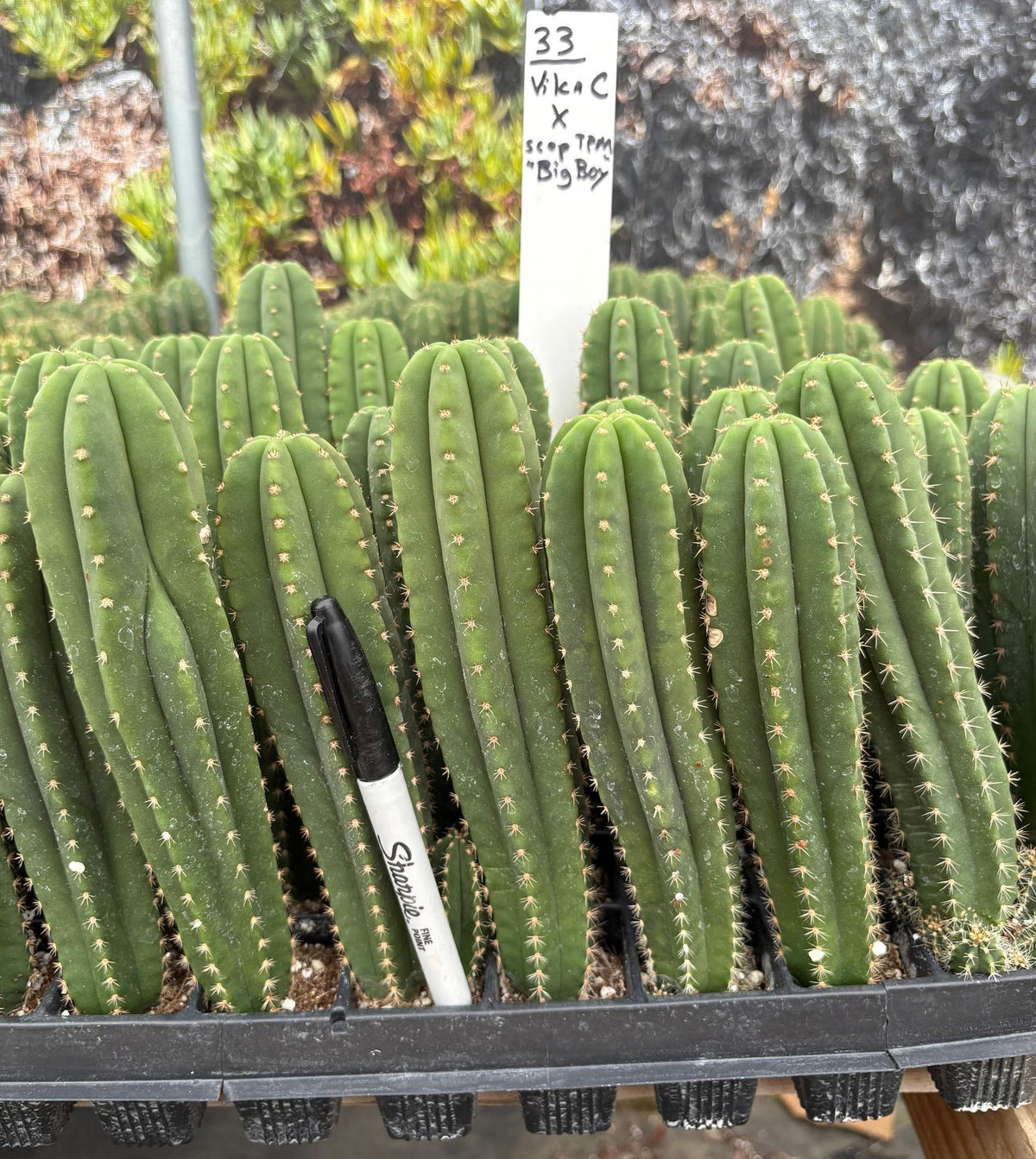 #EC225 Variety of Trichocereus Hybrid Cactus Bargain Potted Seedlings For Sale-Cactus - Large - Exact-The Succulent Source