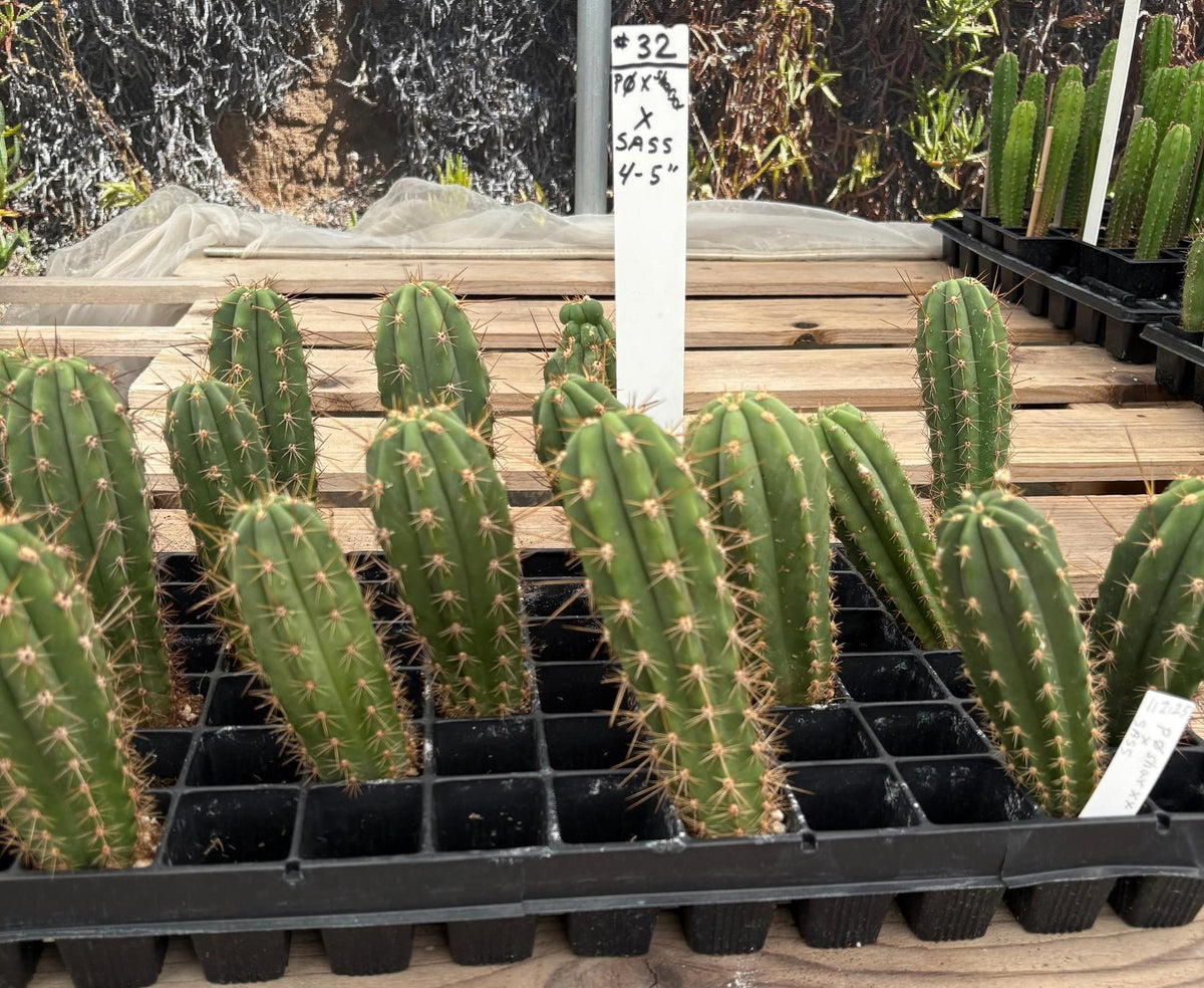 #EC225 Variety of Trichocereus Hybrid Cactus Bargain Potted Seedlings For Sale-Cactus - Large - Exact-The Succulent Source