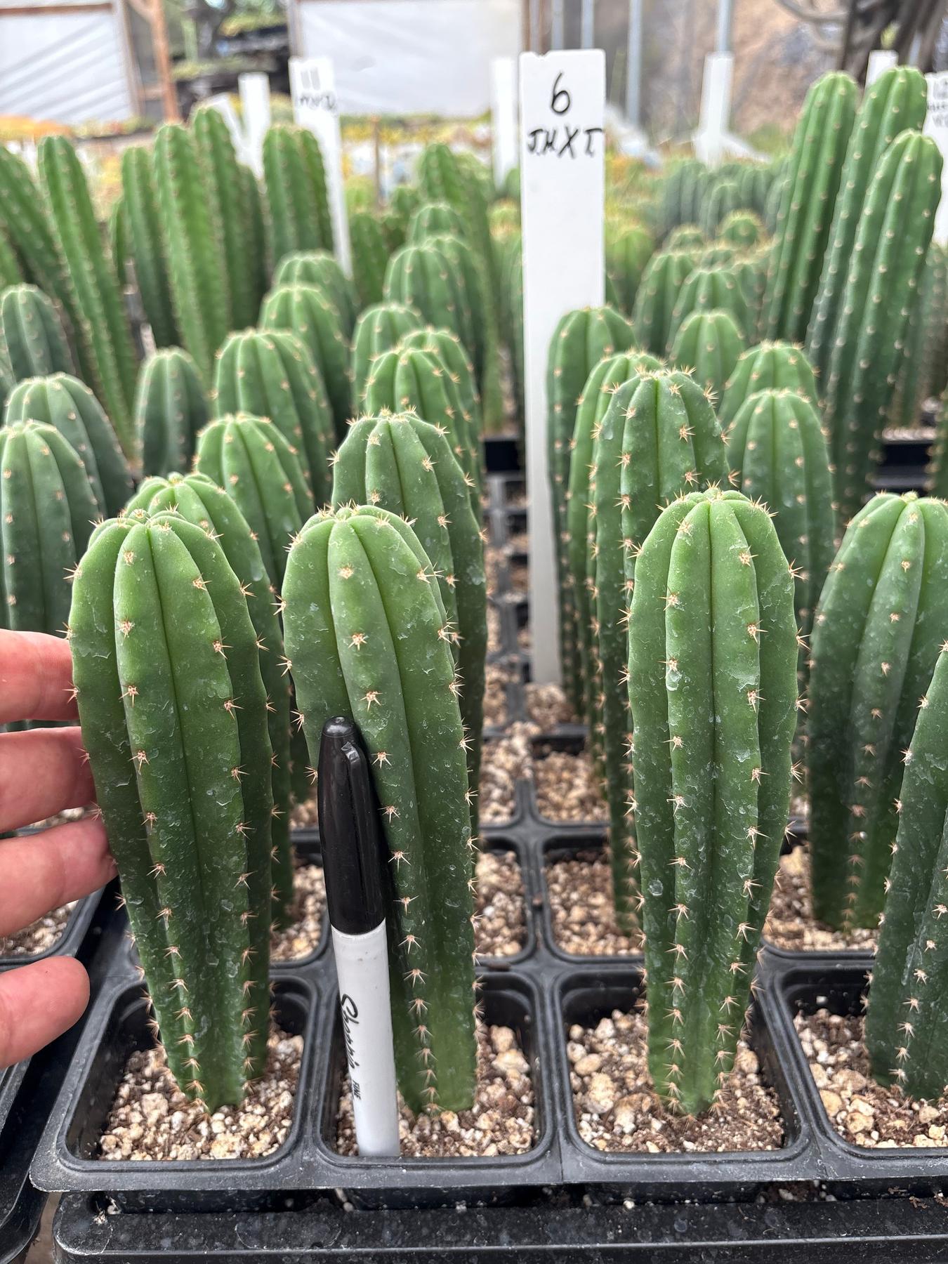 #EC225 Variety of Trichocereus Hybrid Cactus Bargain Potted Seedlings For Sale-Cactus - Large - Exact-The Succulent Source