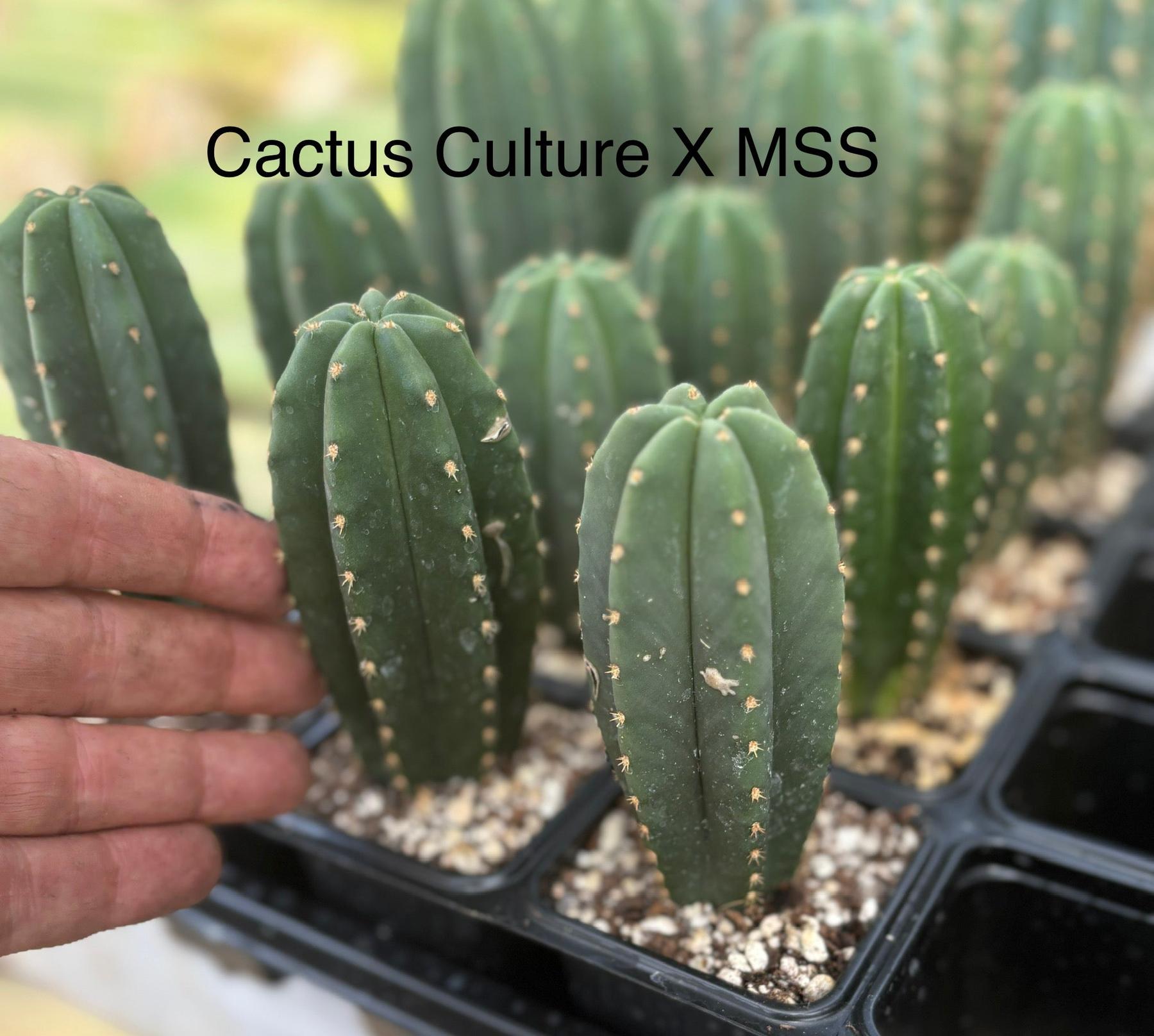 #EC225 EXACT Trichocereus Assorted Hybrid Cactus Seedlings-Cactus - Large - Exact-The Succulent Source