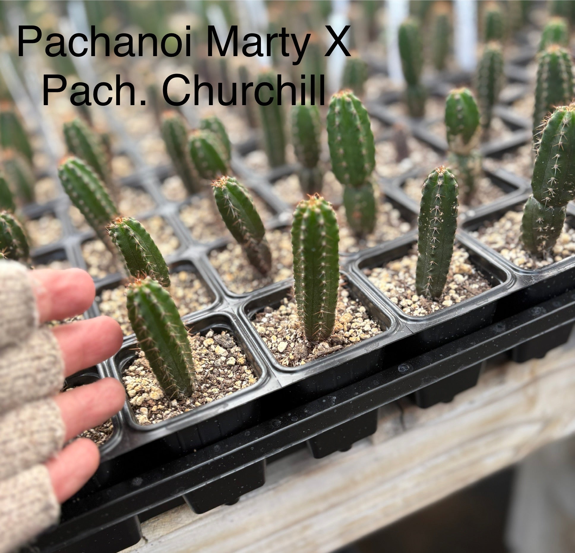 #EC225 EXACT Trichocereus Hybrid Cactus Bargain Potted Seedlings-Cactus - Large - Exact-The Succulent Source