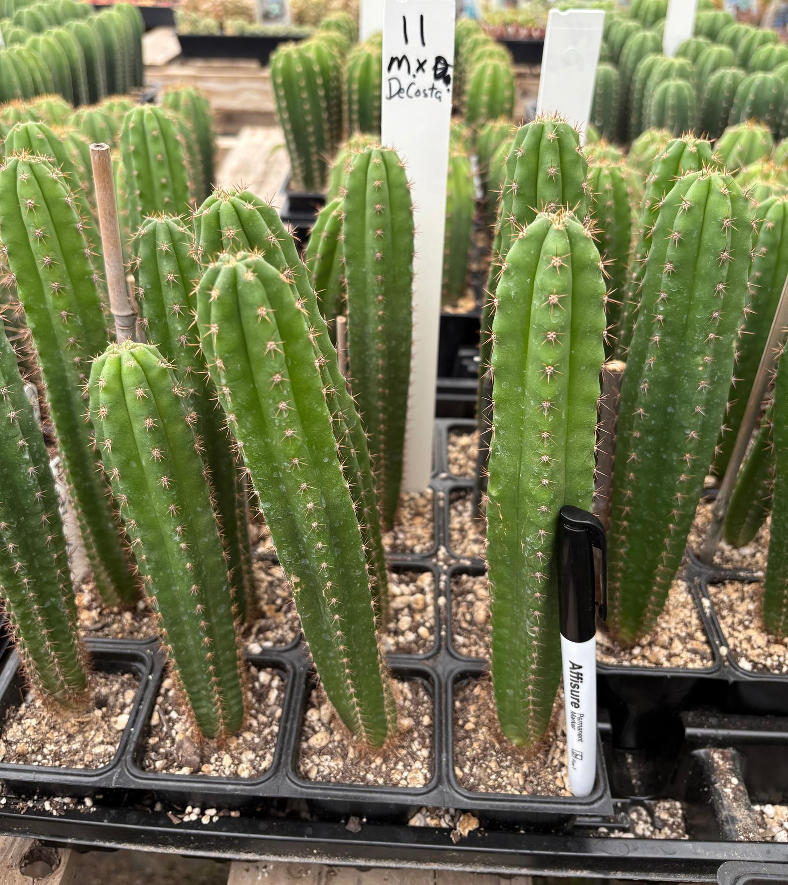 #EC225 Variety of Trichocereus Hybrid Cactus Bargain Potted Seedlings For Sale-Cactus - Large - Exact-The Succulent Source