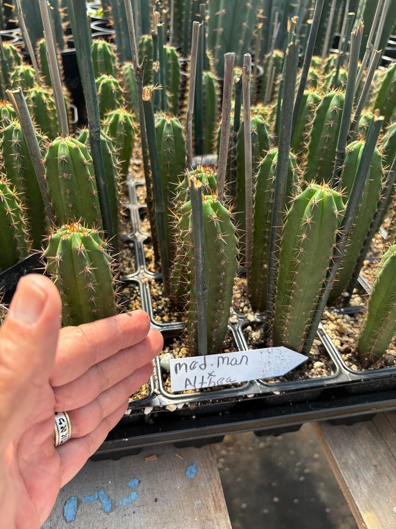 San Pedro Cactus for Sale Trichocereus - #EC225 Variety of