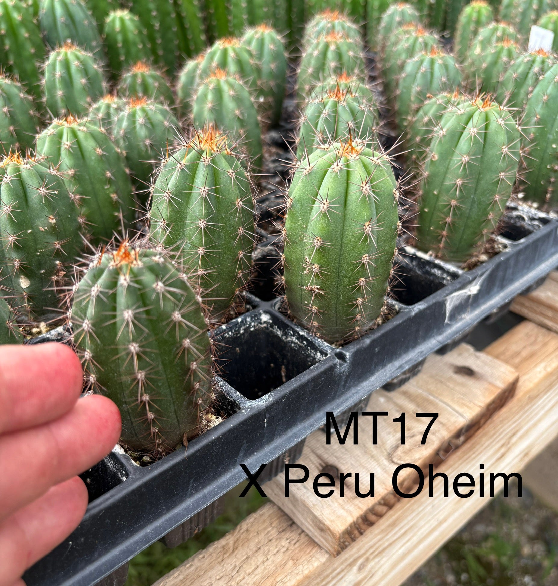 #EC225 Variety of Trichocereus Hybrid Cactus Bargain Potted Seedlings For Sale-Cactus - Large - Exact-The Succulent Source