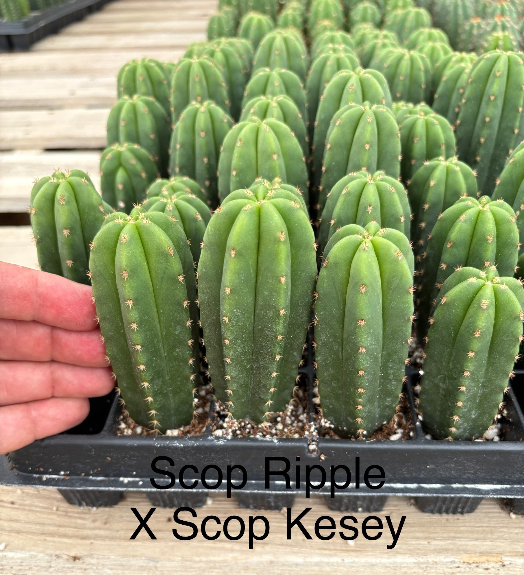 #EC225 Variety of Trichocereus Hybrid Cactus Bargain Potted Seedlings For Sale-Cactus - Large - Exact-The Succulent Source