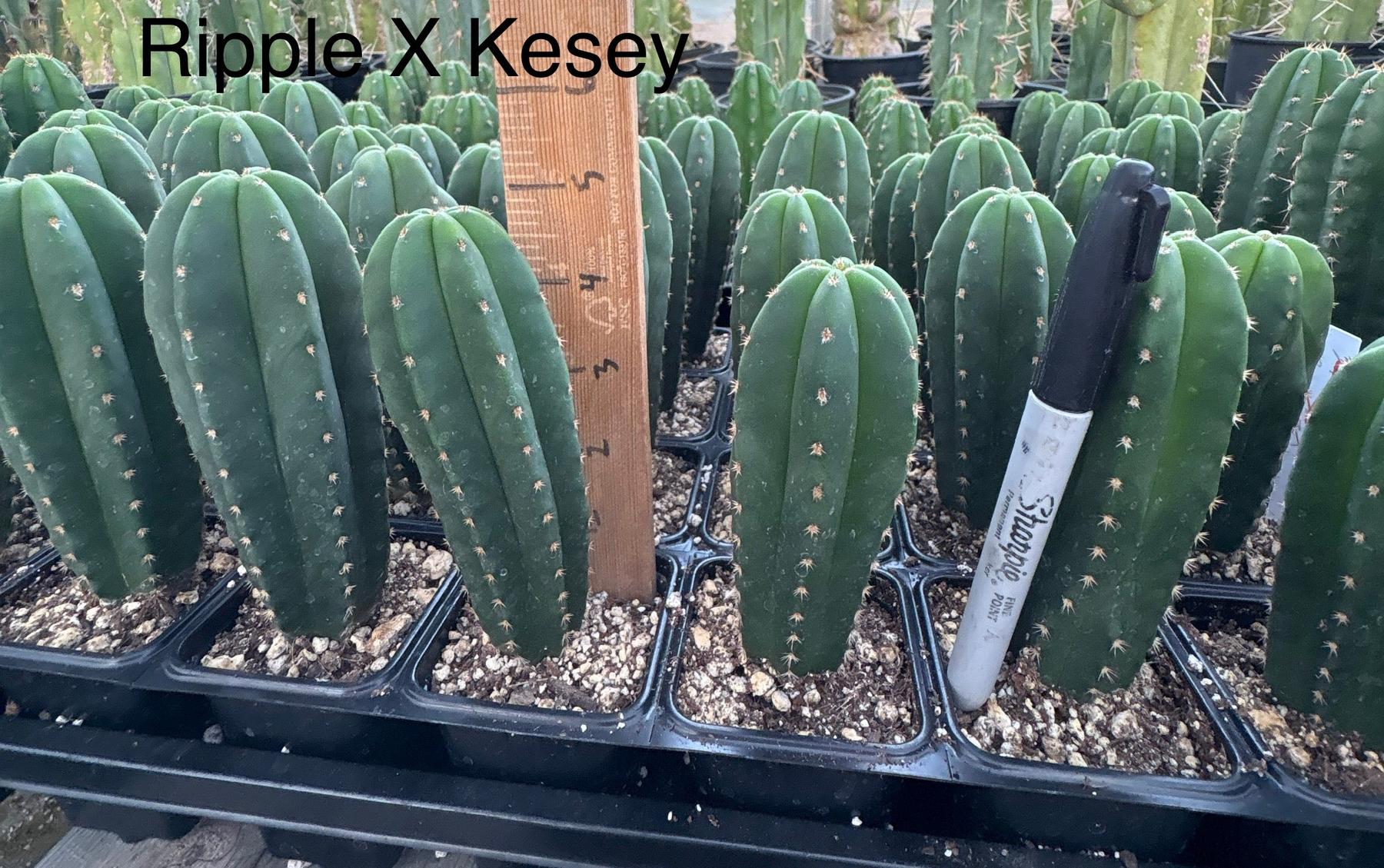 #EC225 Variety of Trichocereus Hybrid Cactus Bargain Potted Seedlings For Sale-Cactus - Large - Exact-The Succulent Source