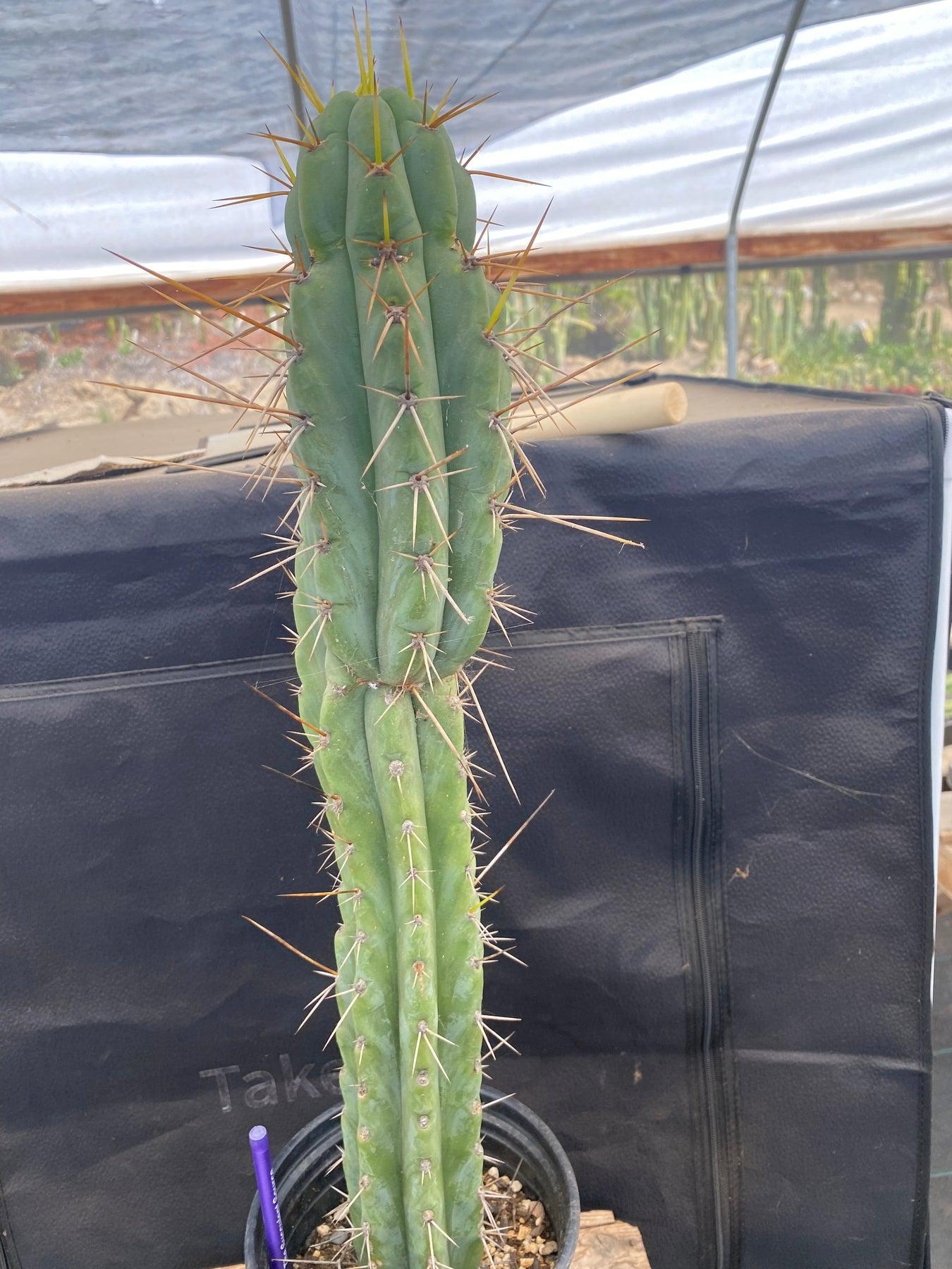 #EC226 EXACT Trichocereus Bridgesoid SunSpine Cactus 21.5"-Cactus - Large - Exact-The Succulent Source
