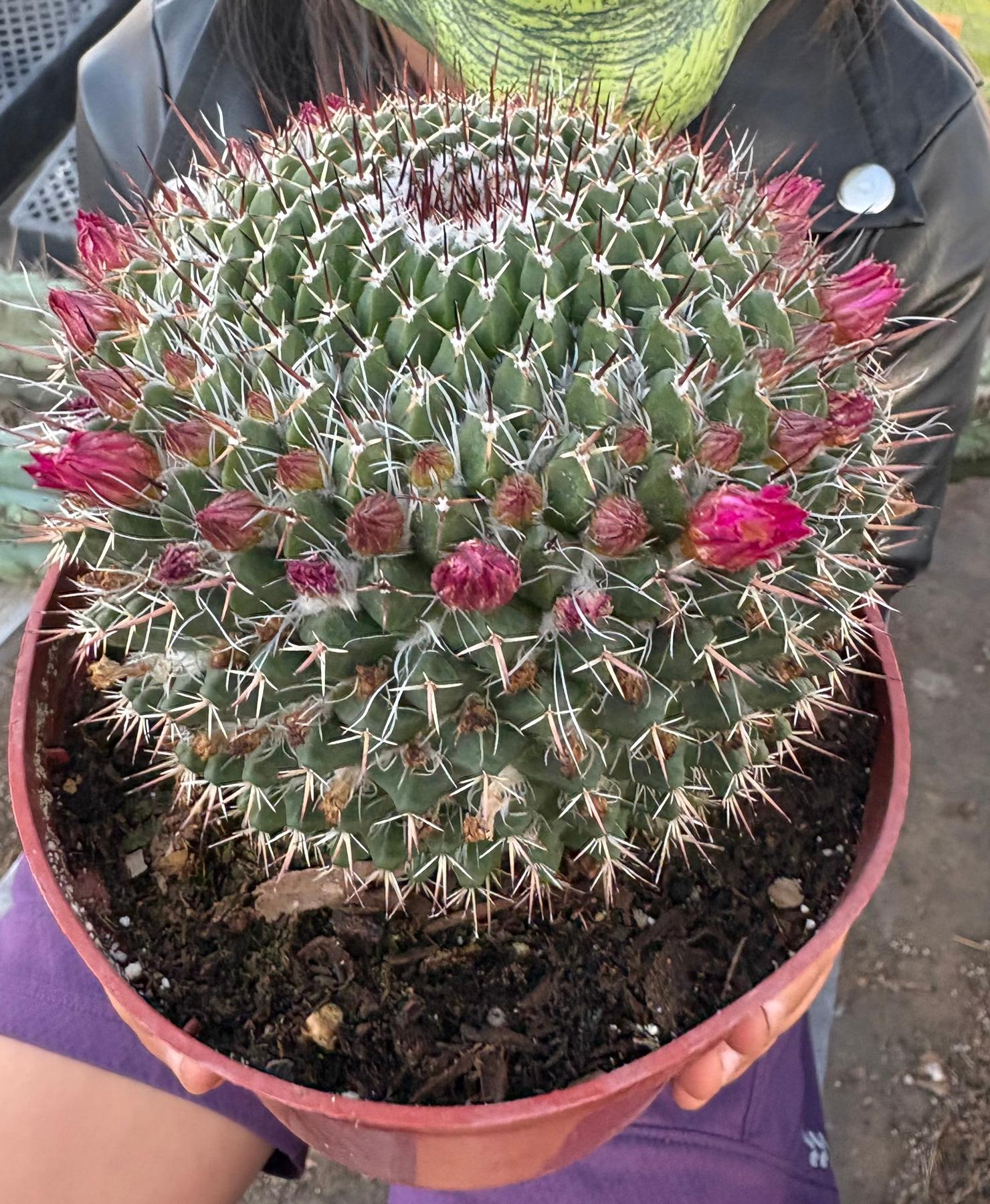 #EC227 EXACT Mammilaria Nejapensis Cactus Potted in 6” container-Cactus - Large - Exact-The Succulent Source
