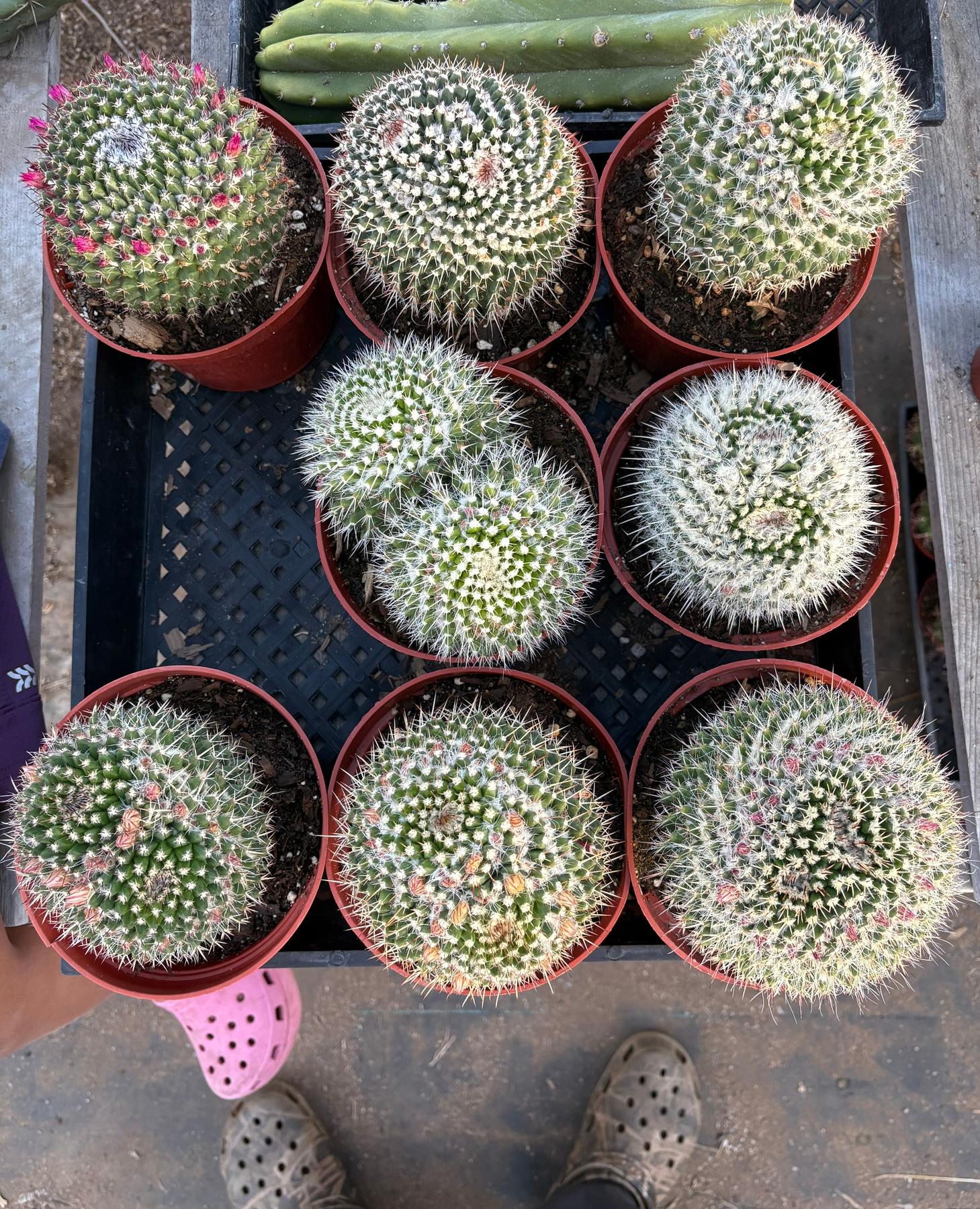 #EC227 EXACT Mammilaria Nejapensis Cactus Potted in 6” container-Cactus - Large - Exact-The Succulent Source