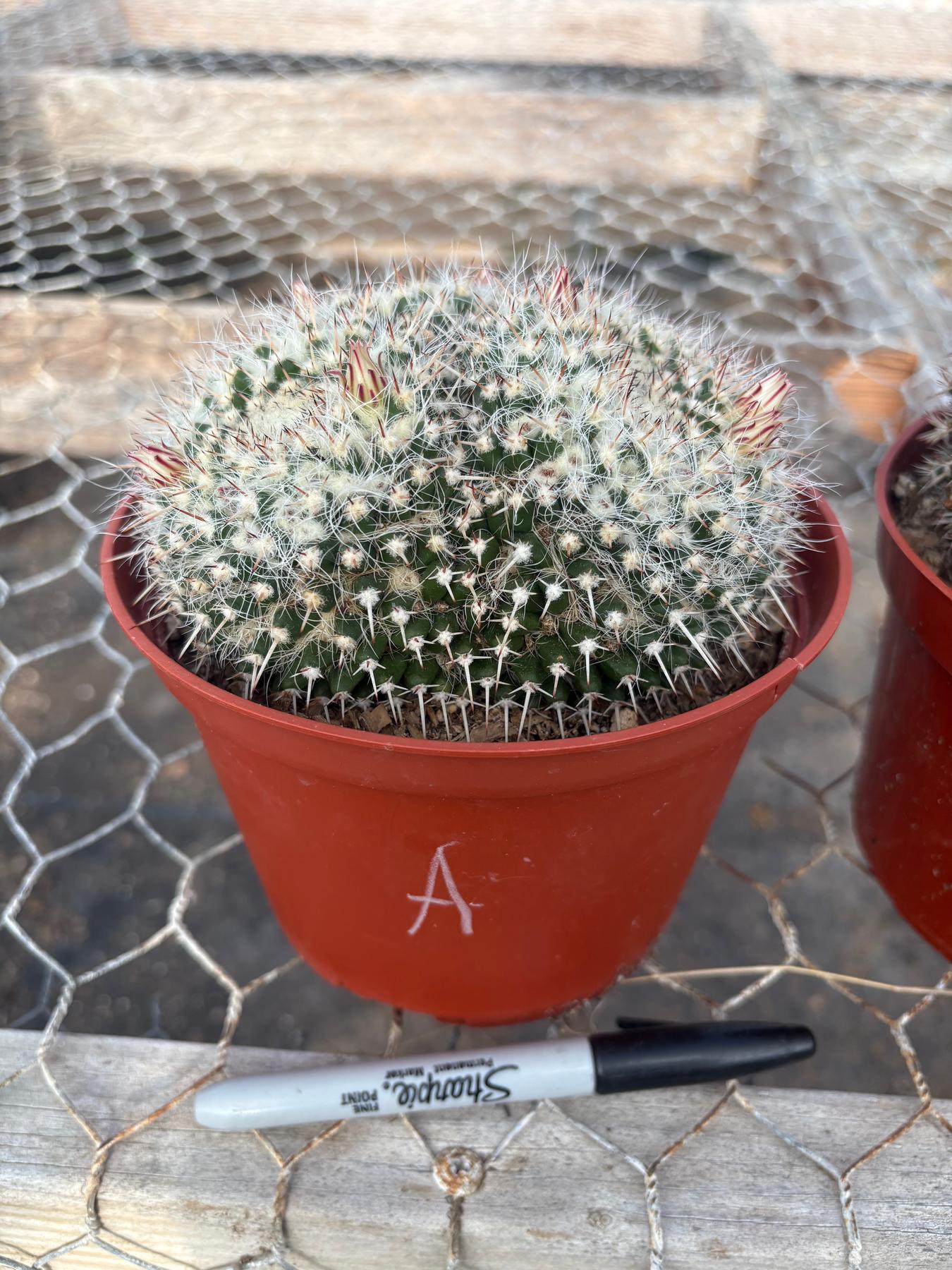 #EC227 EXACT BIGGG Mammilaria Nejapensis Cactus Potted in 6” containers-Cactus - Large - Exact-The Succulent Source
