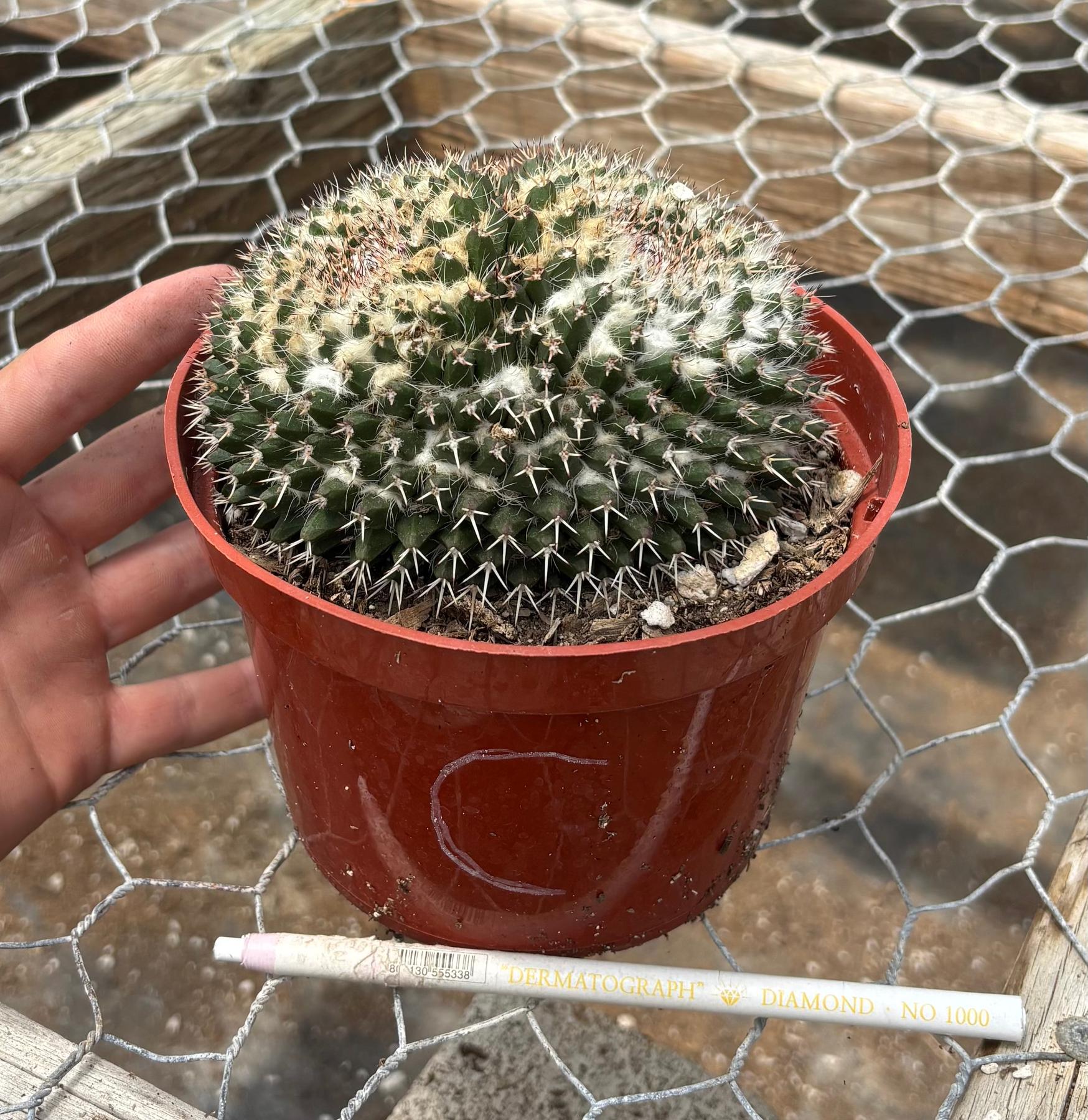 #EC227 EXACT BIGGG Mammilaria Nejapensis Cactus Potted in 6” containers-Cactus - Large - Exact-The Succulent Source