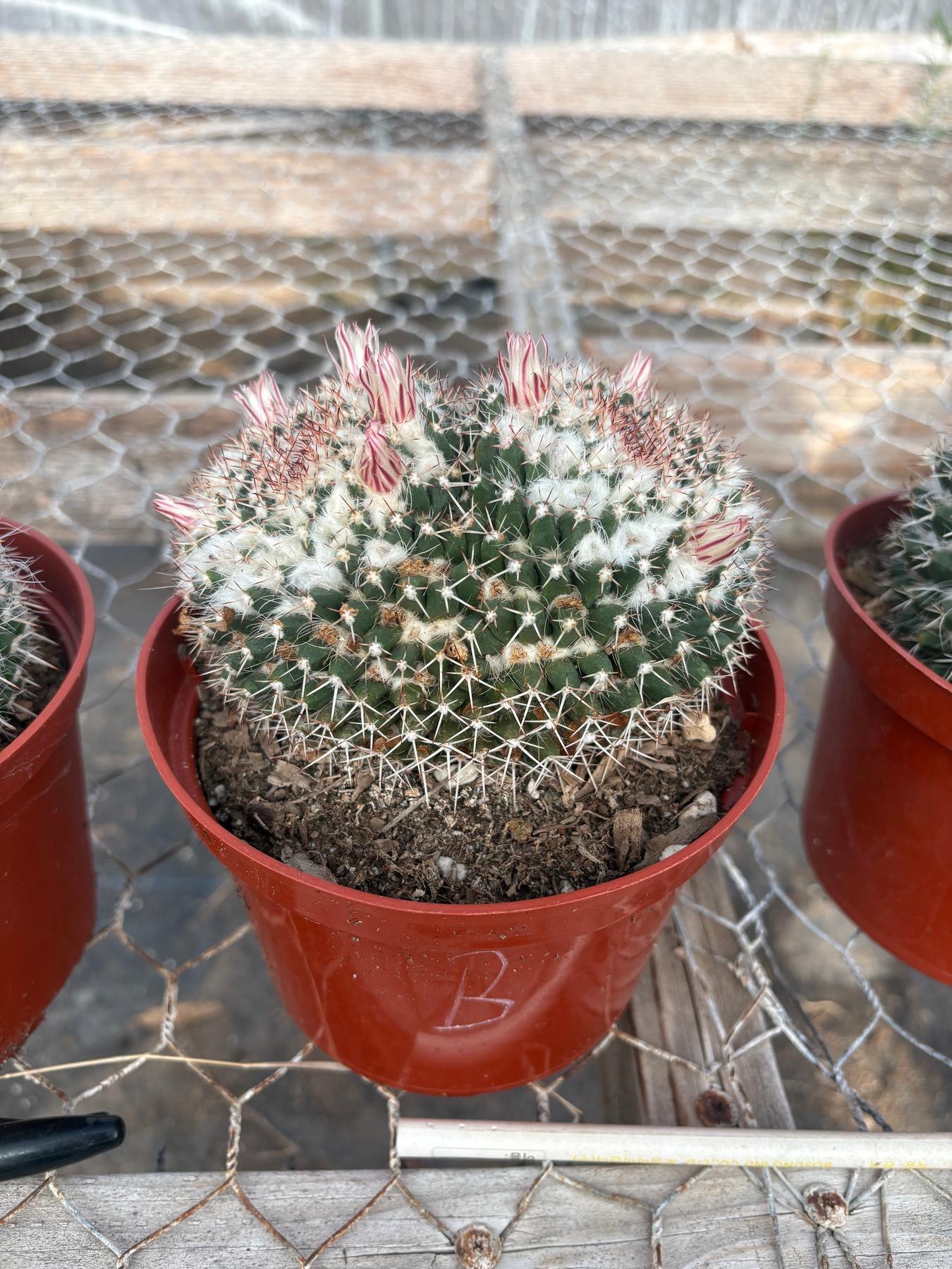 #EC227 EXACT BIGGG Mammilaria Nejapensis Cactus Potted in 6” containers-Cactus - Large - Exact-The Succulent Source