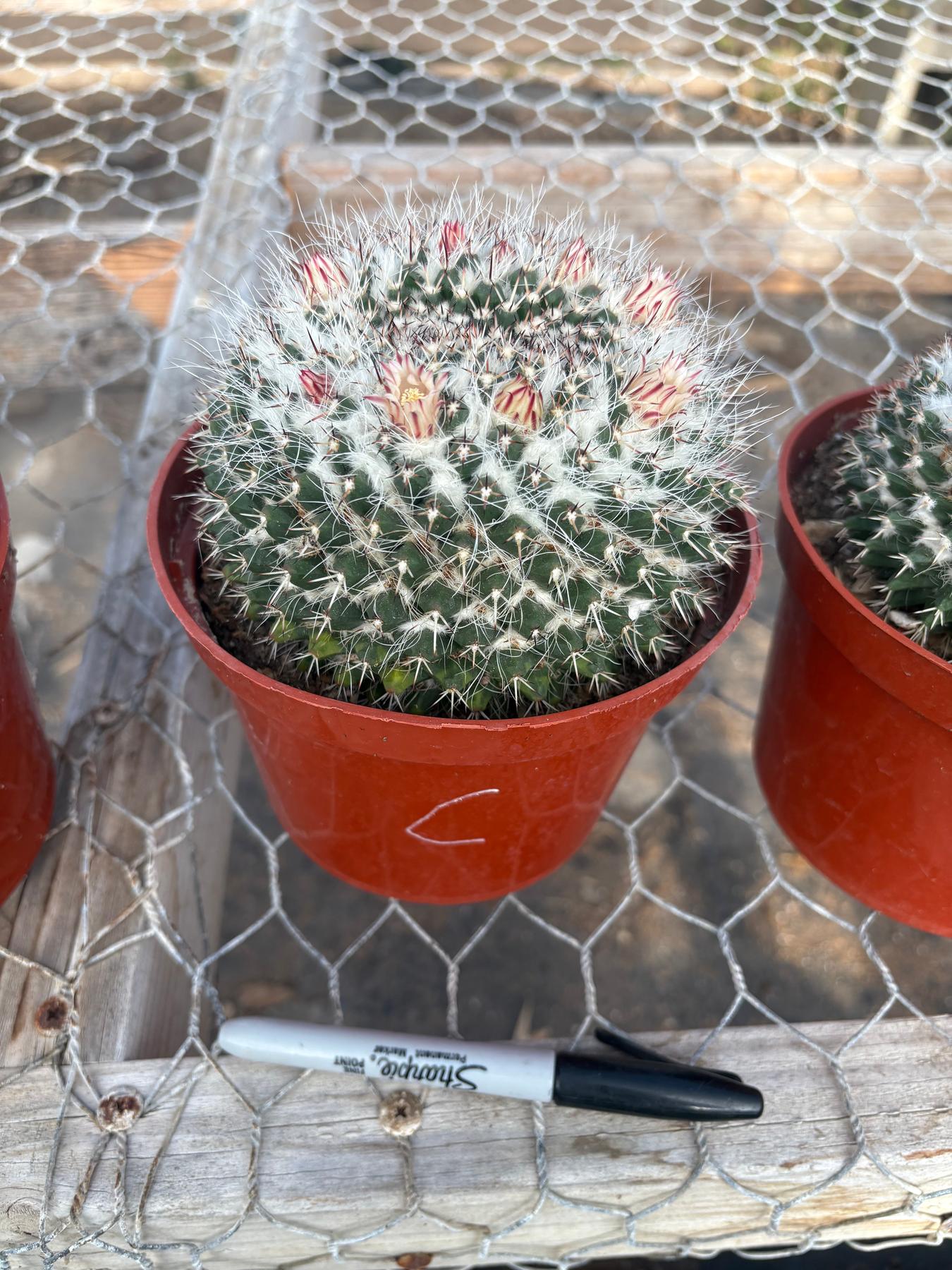 #EC227 EXACT BIGGG Mammilaria Nejapensis Cactus Potted in 6” containers-Cactus - Large - Exact-The Succulent Source