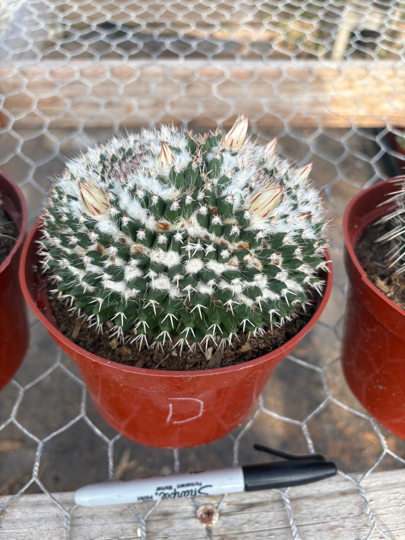 #EC227 EXACT BIGGG Mammilaria Nejapensis Cactus Potted in 6” containers-Cactus - Large - Exact-The Succulent Source