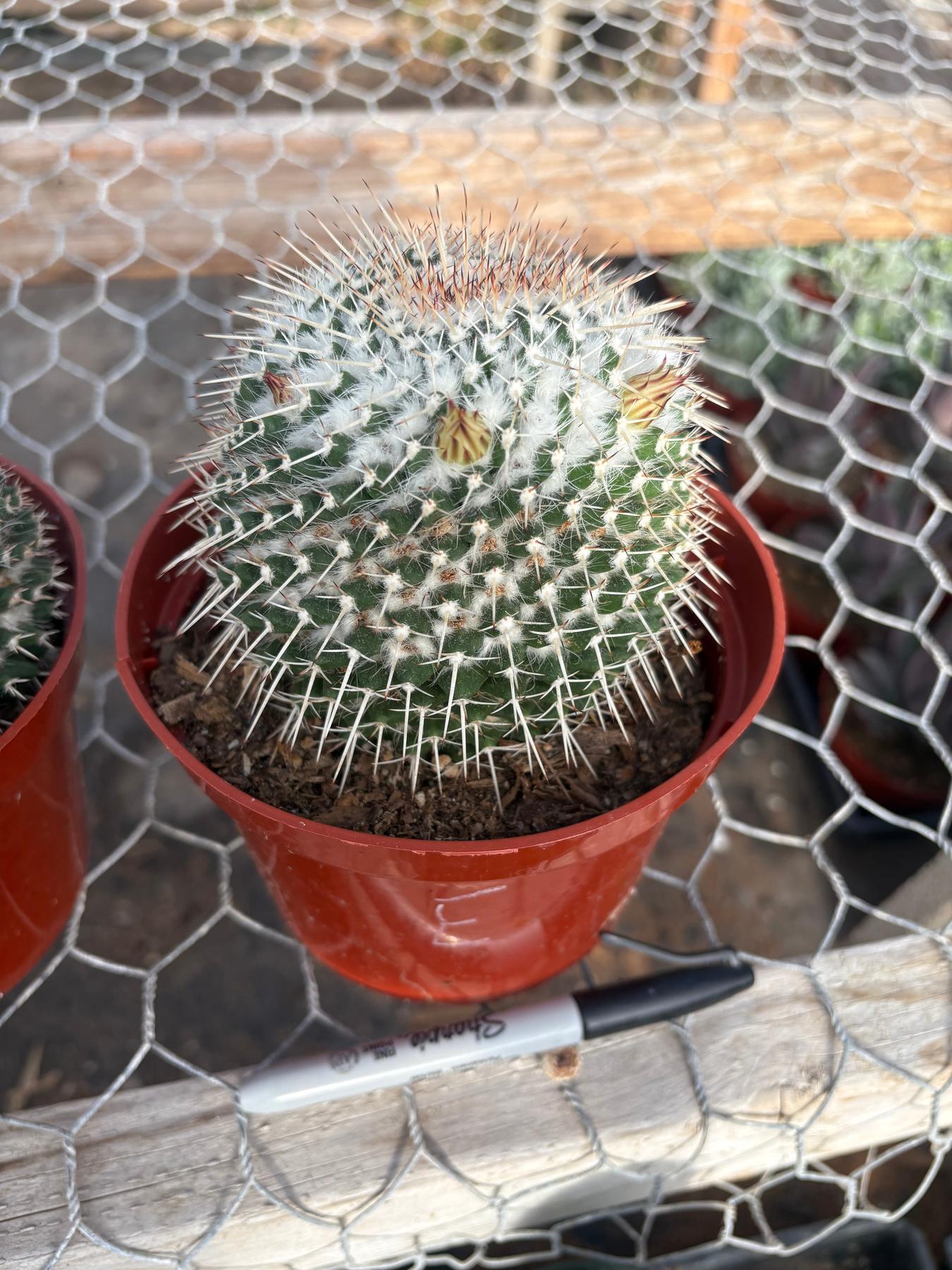 #EC227 EXACT BIGGG Mammilaria Nejapensis Cactus Potted in 6” containers-Cactus - Large - Exact-The Succulent Source