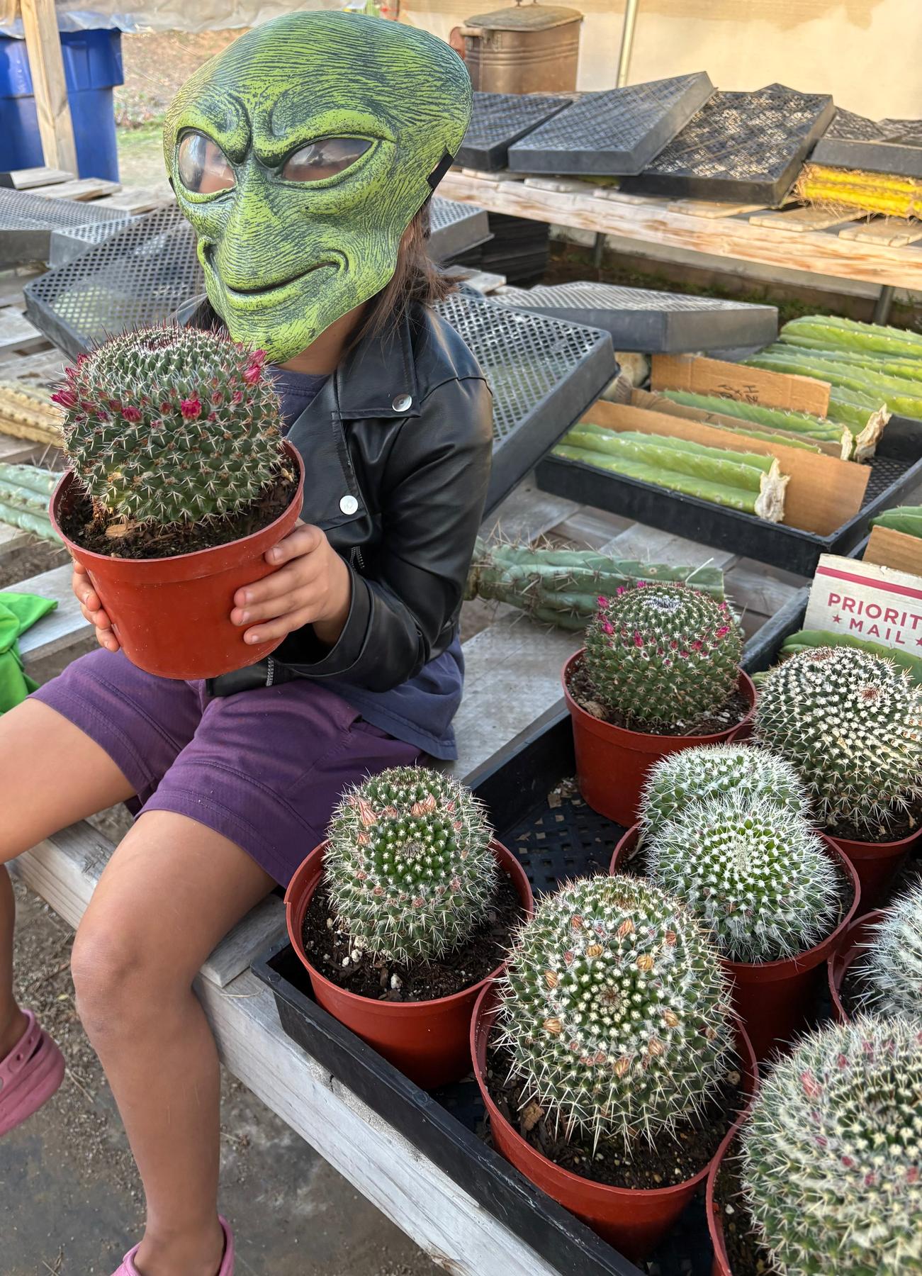 #EC227 EXACT Mammilaria Nejapensis Cactus Potted in 6” container-Cactus - Large - Exact-The Succulent Source