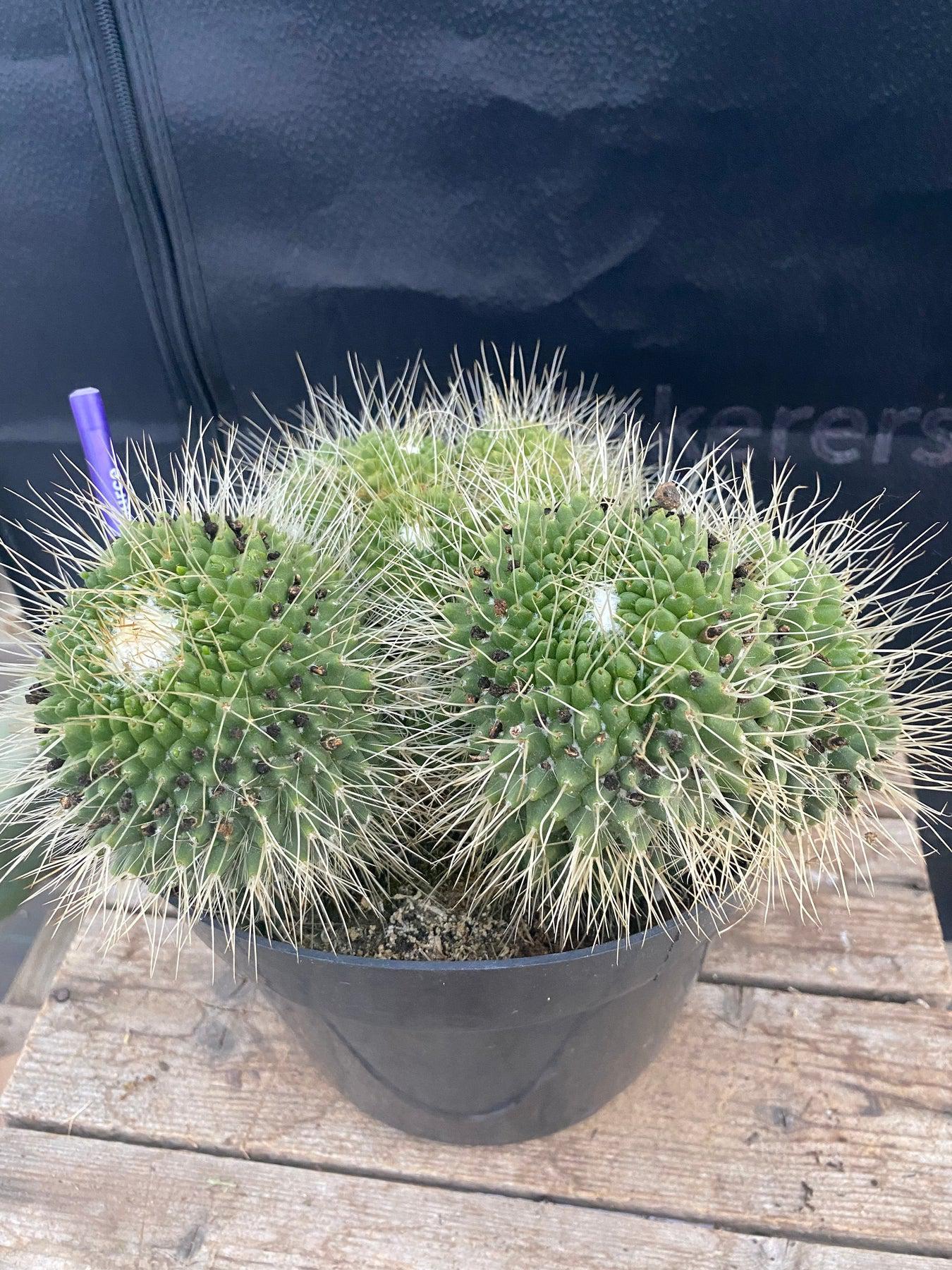 #EC227 EXACT Trichocereus Pachanoi "Ben" X Bridgesii "TIG" Cactus Cutting "-Cactus - Large - Exact-The Succulent Source