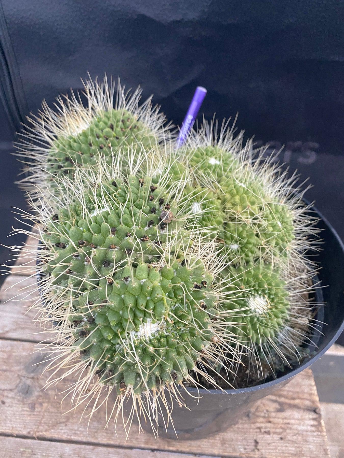 #EC227 EXACT Trichocereus Pachanoi "Ben" X Bridgesii "TIG" Cactus Cutting "-Cactus - Large - Exact-The Succulent Source