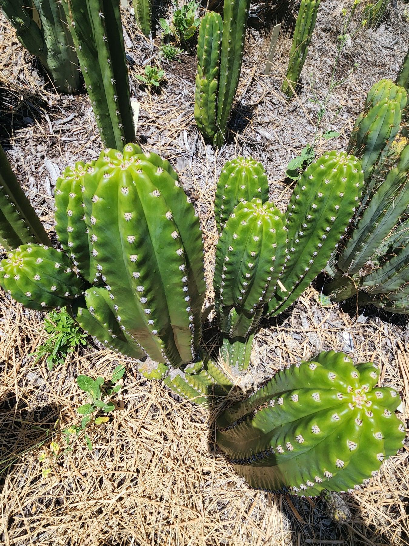 #EC228 EXACT Trichocereus Bach's Faux Scop Cactus Cutting 8-10"-Cactus - Large - Exact-The Succulent Source
