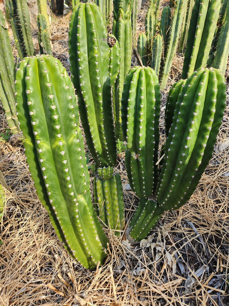 Fake Flowers on Cacti – What a Con. Buyer BEWARE!!! – Piglet in