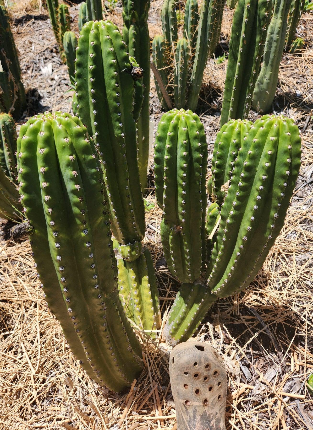 Fake Flowers on Cacti – What a Con. Buyer BEWARE!!! – Piglet in