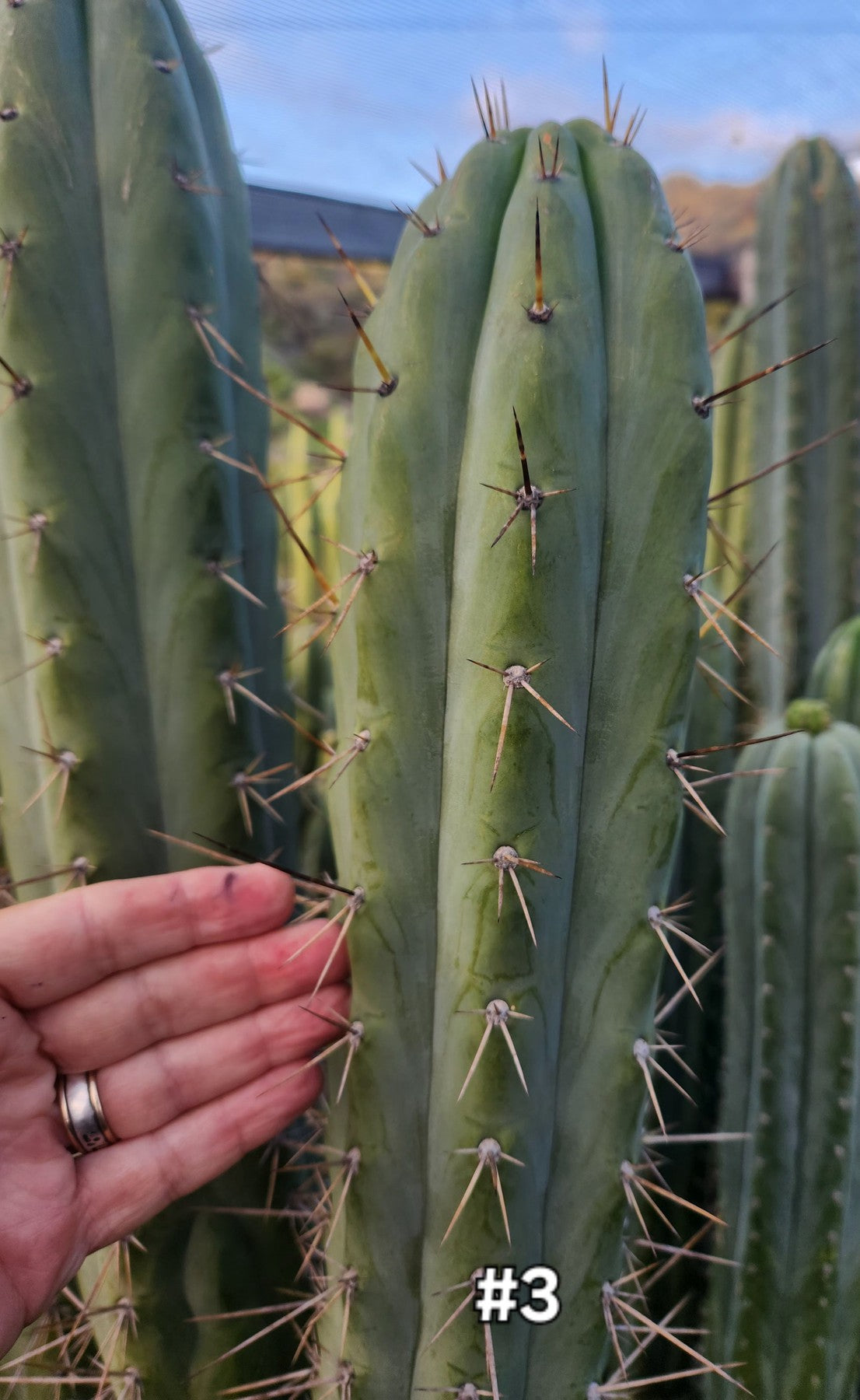 #EC23 EXACT Trichocereus Australian SLOP Cactus Cuttings & Potted-Cactus - Large - Exact-The Succulent Source