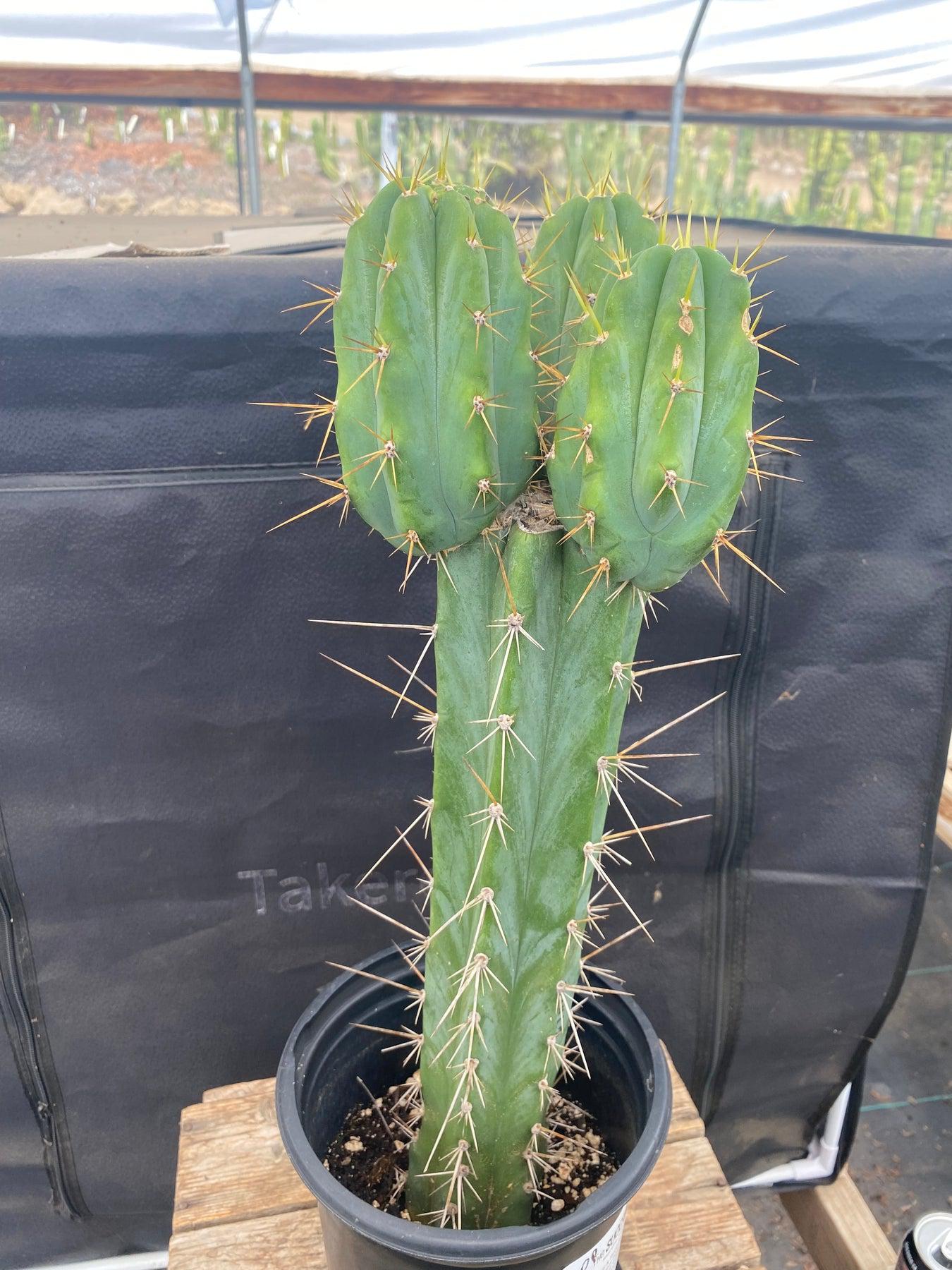 #EC23 EXACT Trichocereus Australian SLOP Cactus 17"-Cactus - Large - Exact-The Succulent Source
