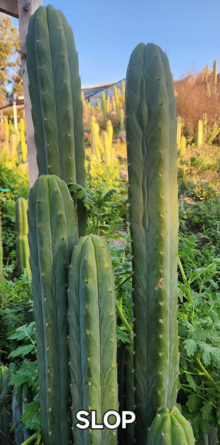 #EC23 EXACT Trichocereus Australian SLOP Cactus Cuttings & Potted-Cactus - Large - Exact-The Succulent Source