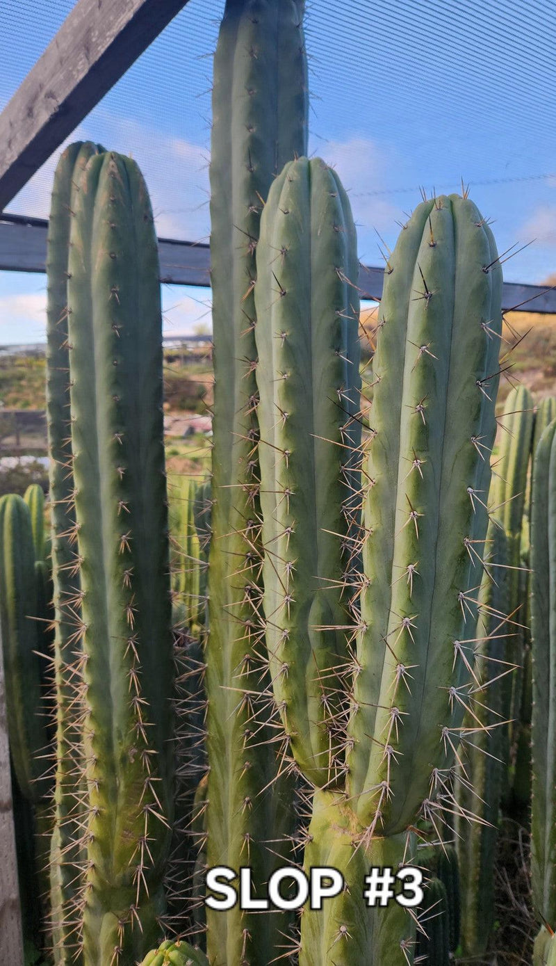 #EC23 EXACT Trichocereus Australian SLOP Cactus Cuttings & Potted