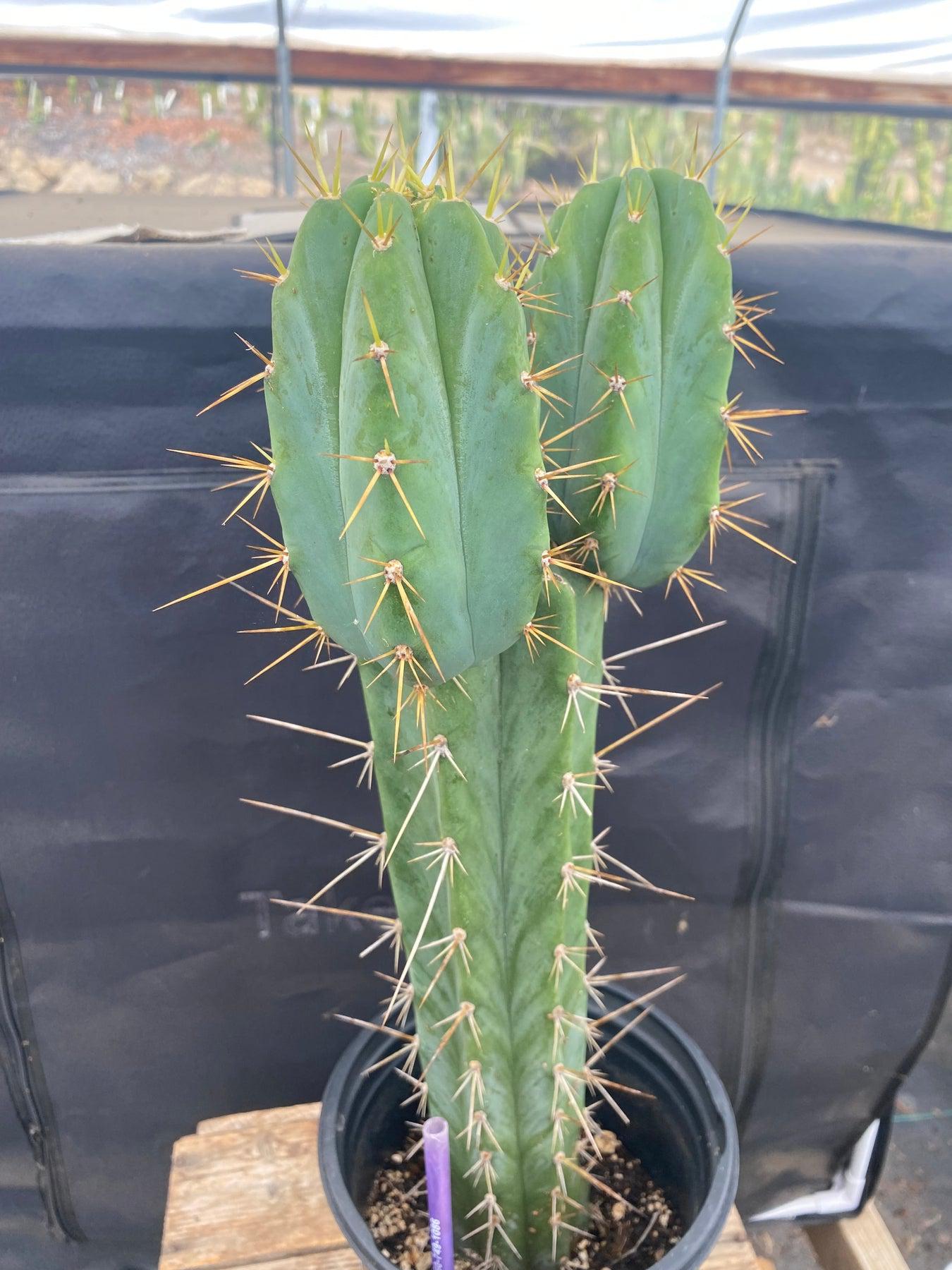 #EC23 EXACT Trichocereus Australian SLOP Cactus 17"-Cactus - Large - Exact-The Succulent Source