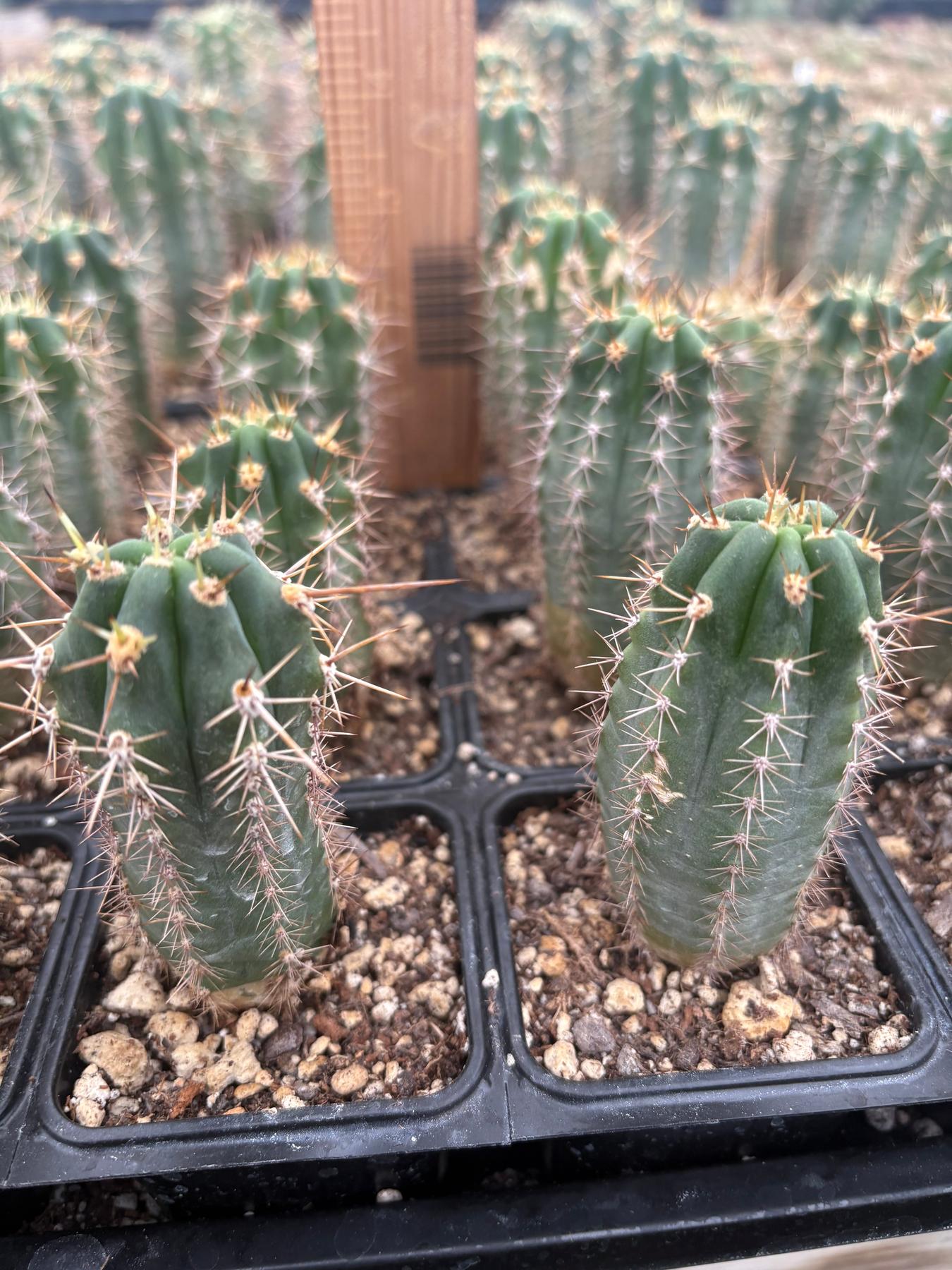 #EC230 EXACT Trichocereus Pachanoi OP Seedlings from Peru Cactus-Cactus - Large - Exact-The Succulent Source
