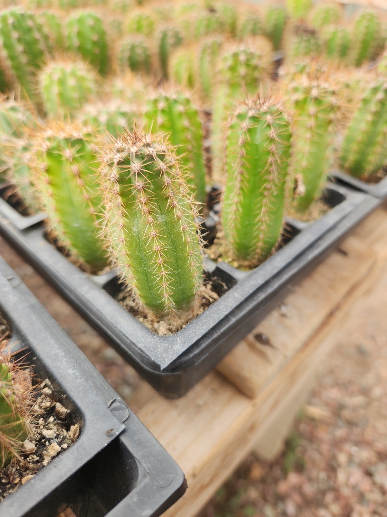 #EC230 EXACT Trichocereus Pachanoi OP from Peru Cactus potted in 2" Container-Cactus - Large - Exact-The Succulent Source