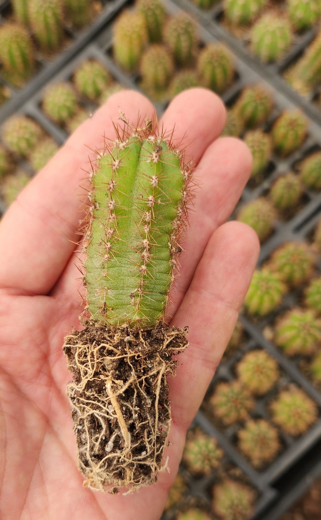 #EC230 EXACT Trichocereus Pachanoi OP from Peru Cactus potted in 2" Container-Cactus - Large - Exact-The Succulent Source