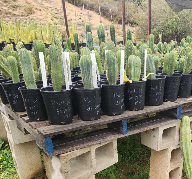 #EC230 EXACT Trichocereus Pachanoi OP from Peru Cactus potted in 2" Container-Cactus - Large - Exact-The Succulent Source