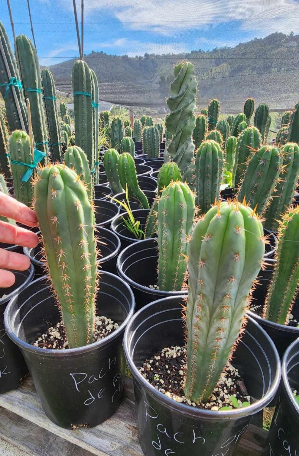 #EC230 EXACT Trichocereus Pachanoi OP from Peru Cactus potted in 2" Container-Cactus - Large - Exact-The Succulent Source