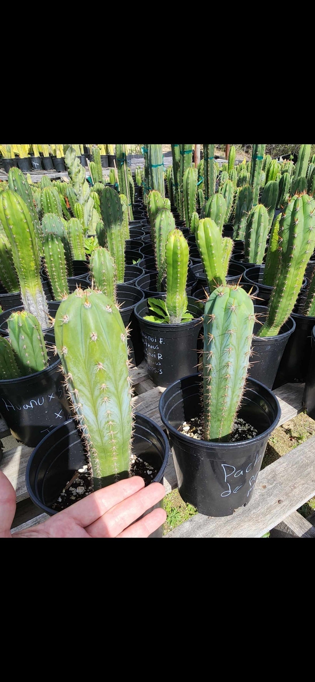 #EC230 EXACT Trichocereus Pachanoi OP from Peru Cactus potted in 2" Container-Cactus - Large - Exact-The Succulent Source