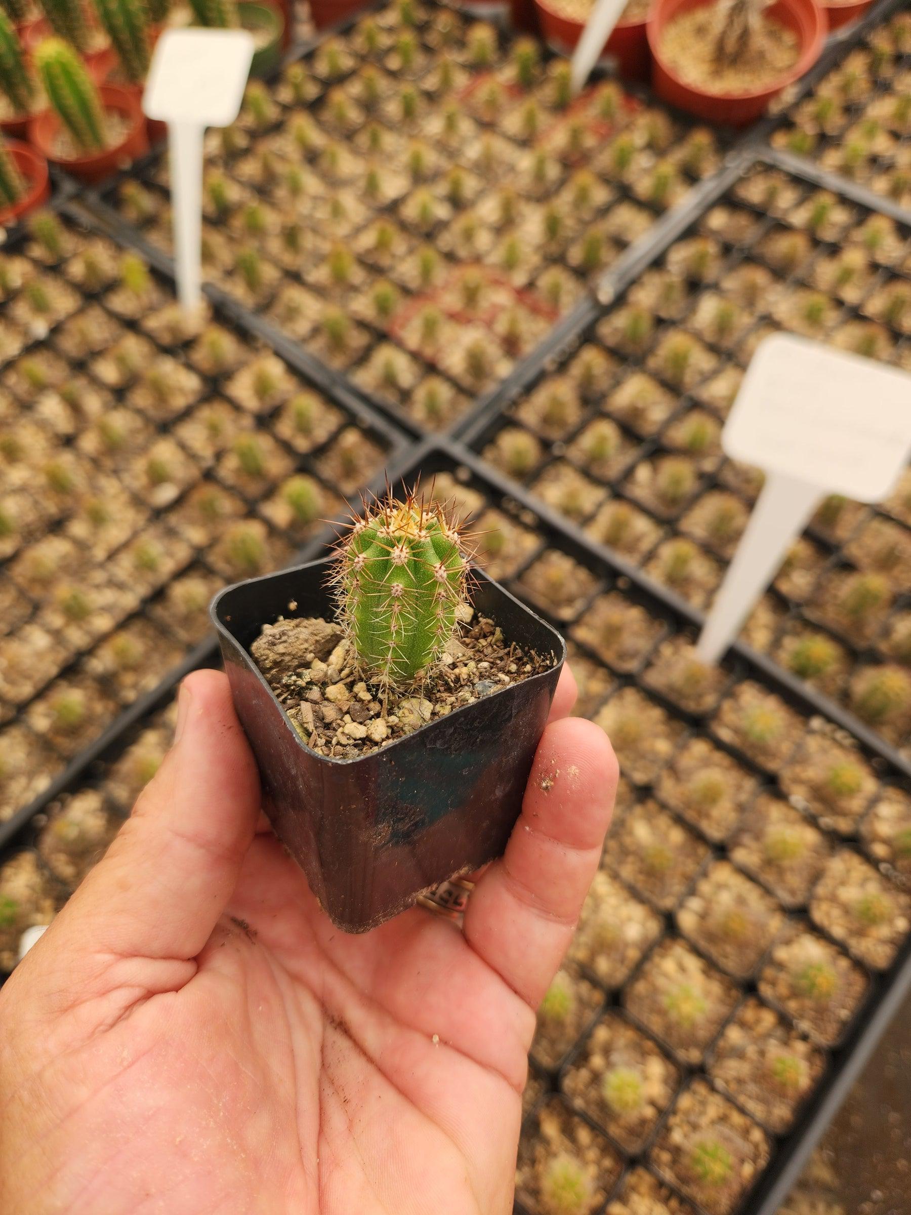 #EC230 EXACT Trichocereus Pachanoi OP Cactus potted in 2" Container-Cactus - Large - Exact-The Succulent Source