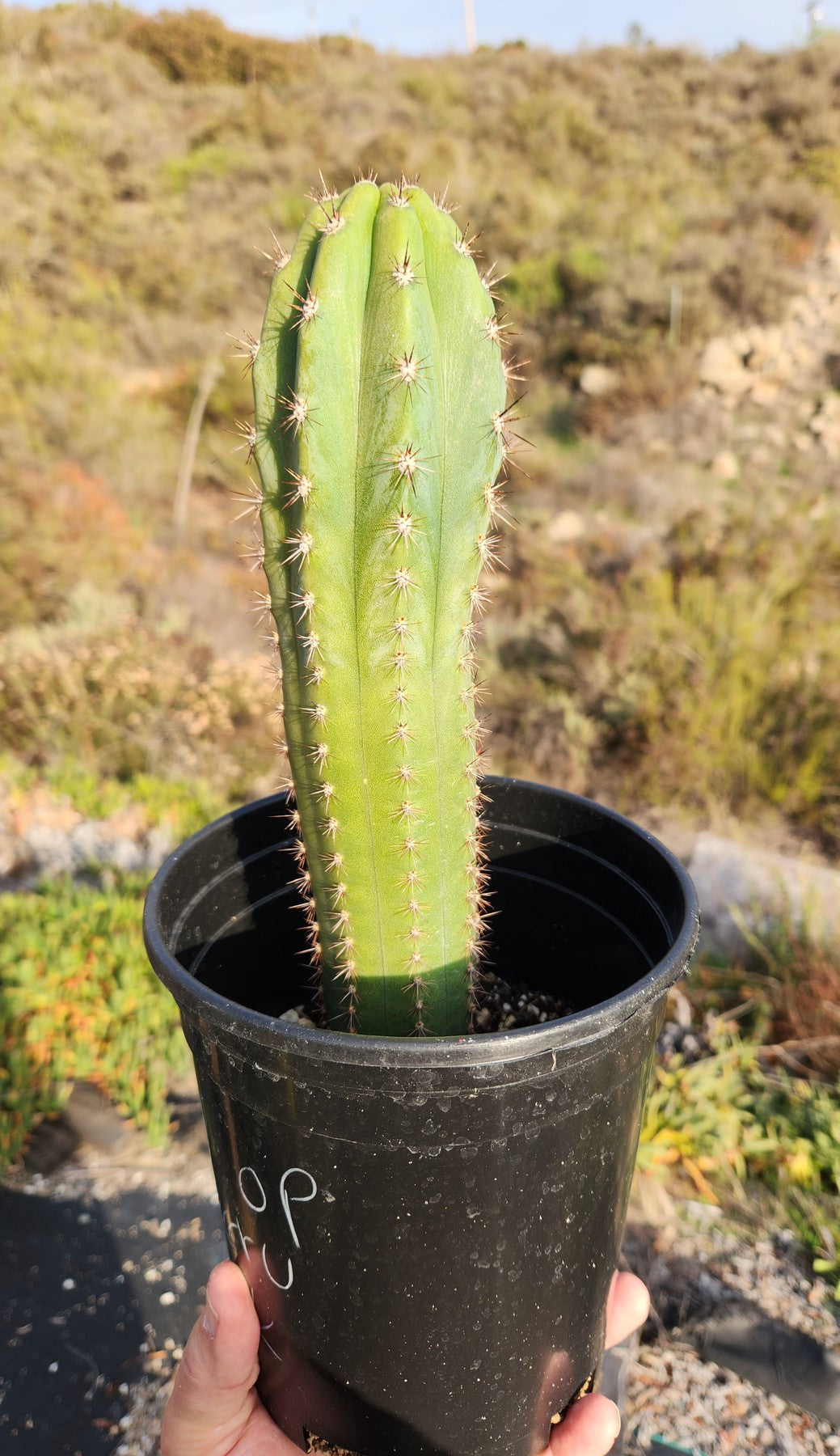 #EC230 EXACT Trichocereus Pachanoi OP from Peru Cactus potted in 2" Container-Cactus - Large - Exact-The Succulent Source