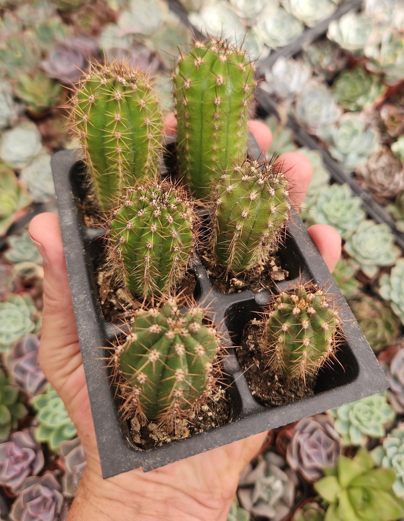 #EC230 EXACT Trichocereus Pachanoi OP from Peru Cactus potted in 2" Container-Cactus - Large - Exact-The Succulent Source