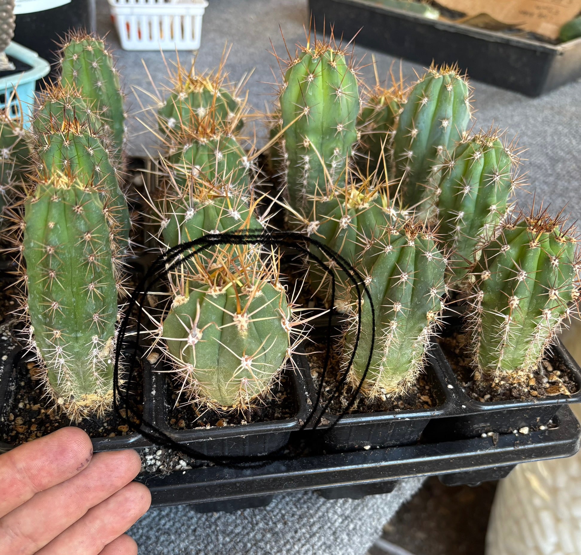 #EC230 EXACT Trichocereus Peruvianus OP Seedlings from Peru Cactus-Cactus - Large - Exact-The Succulent Source