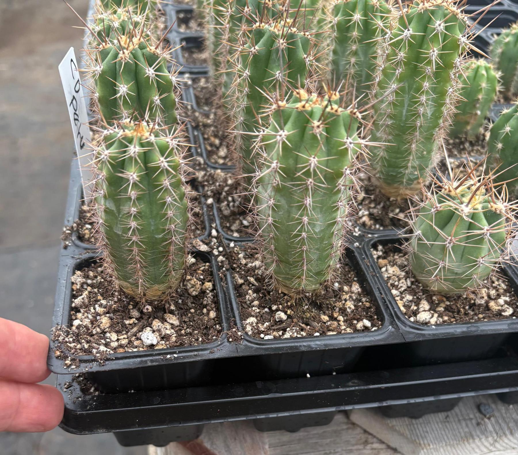 #EC230 EXACT Trichocereus Pachanoi OP Seedlings from Peru Cactus-Cactus - Large - Exact-The Succulent Source