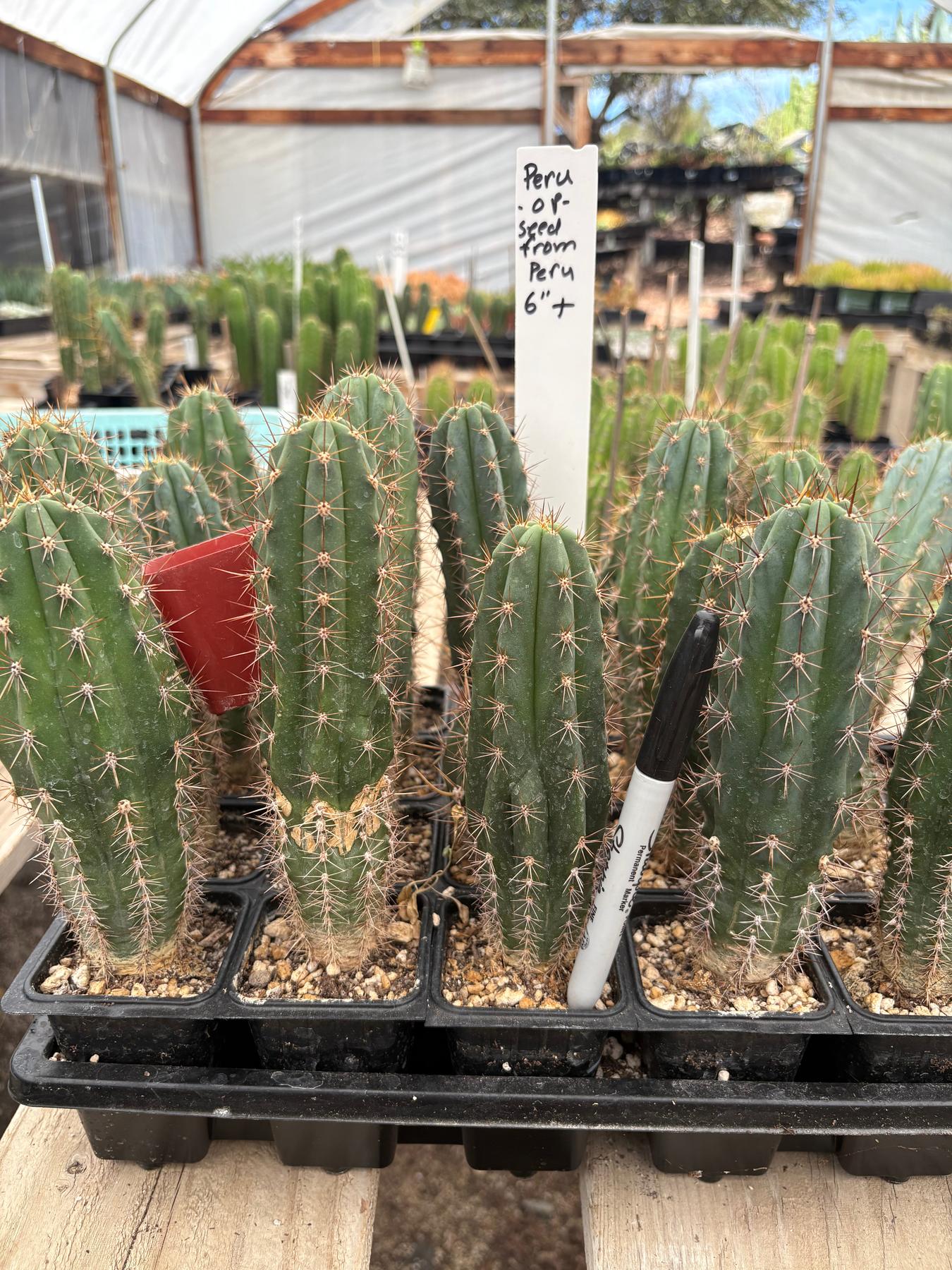 #EC230 EXACT Trichocereus Peruvianus OP Seedlings from Peru Cactus-Cactus - Large - Exact-The Succulent Source