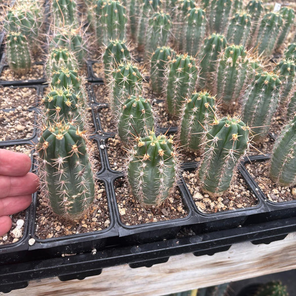 EC230-EXACT-Trichocereus-