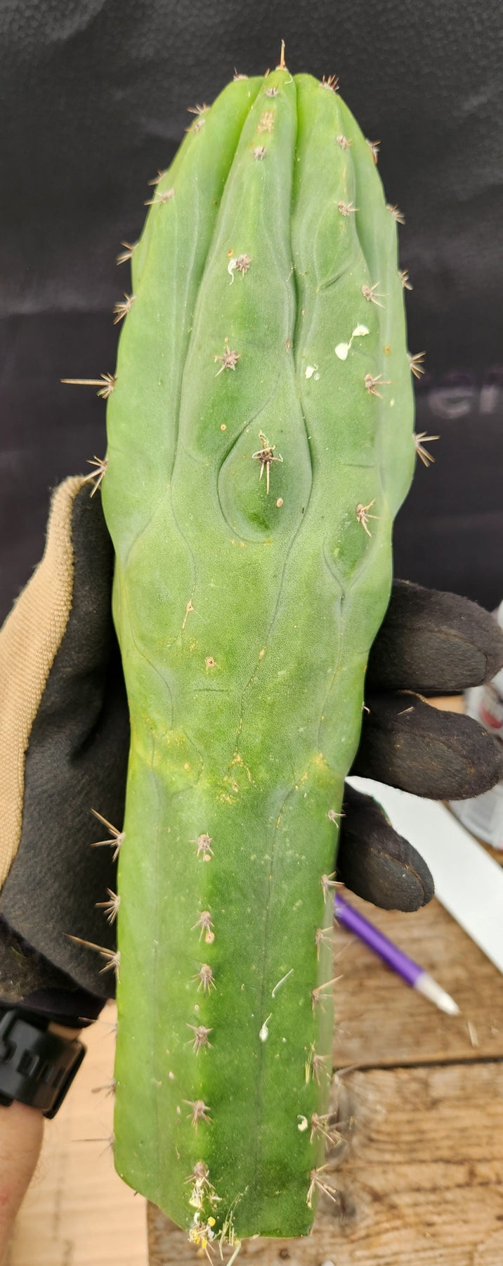 #EC231 EXACT Trichocereus Hybrid Pachanoi Oscar X LER Cactus Cutting10-12"-Cactus - Large - Exact-The Succulent Source